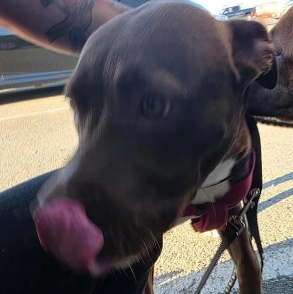 Avery, a ADOPTABLE mixed breed in Santa Clara, CA image 3/3