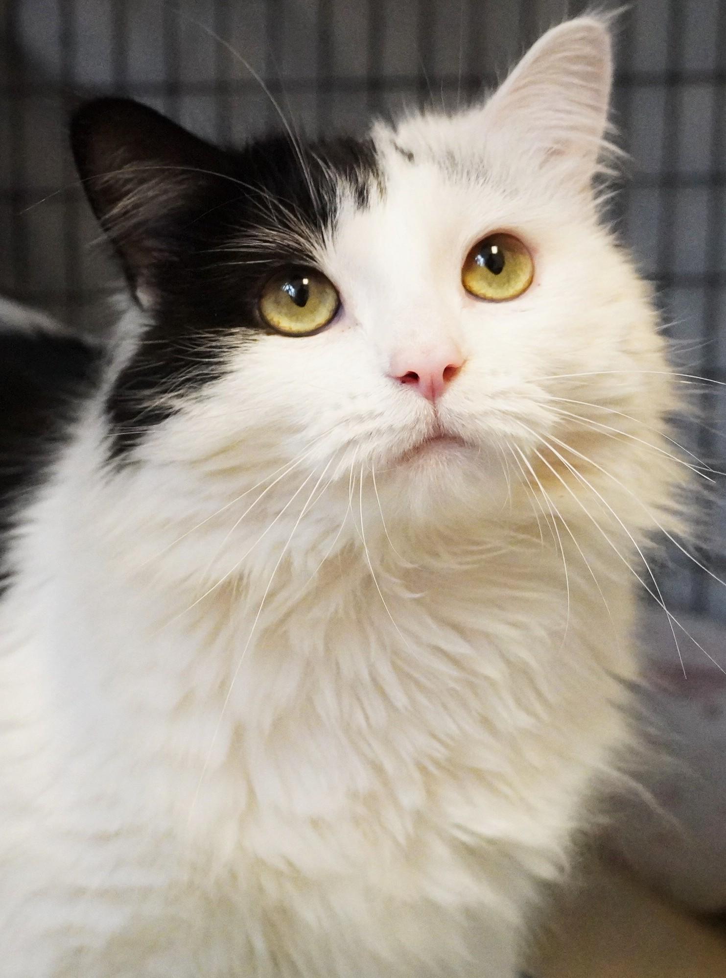 Enlarge Fatcat, a other Domestic Long Hair in Grants Pass, OR image 1/2