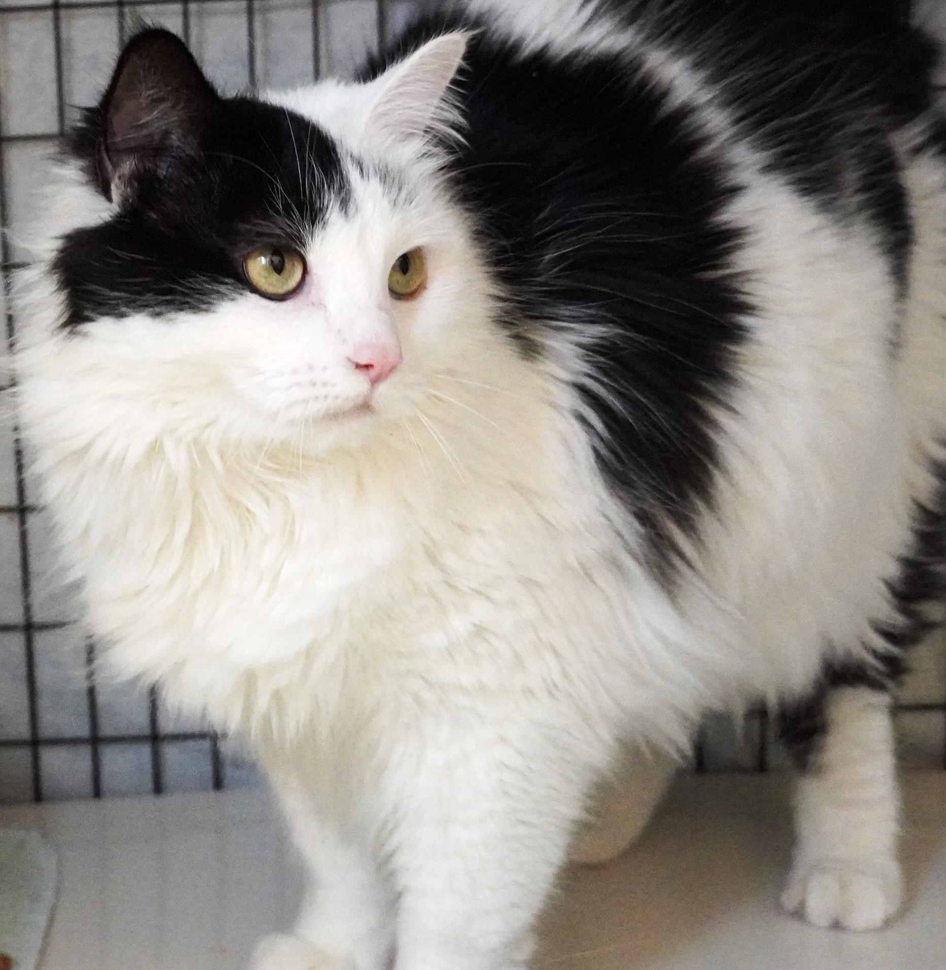 Enlarge Fatcat, a other Domestic Long Hair in Grants Pass, OR image 2/2