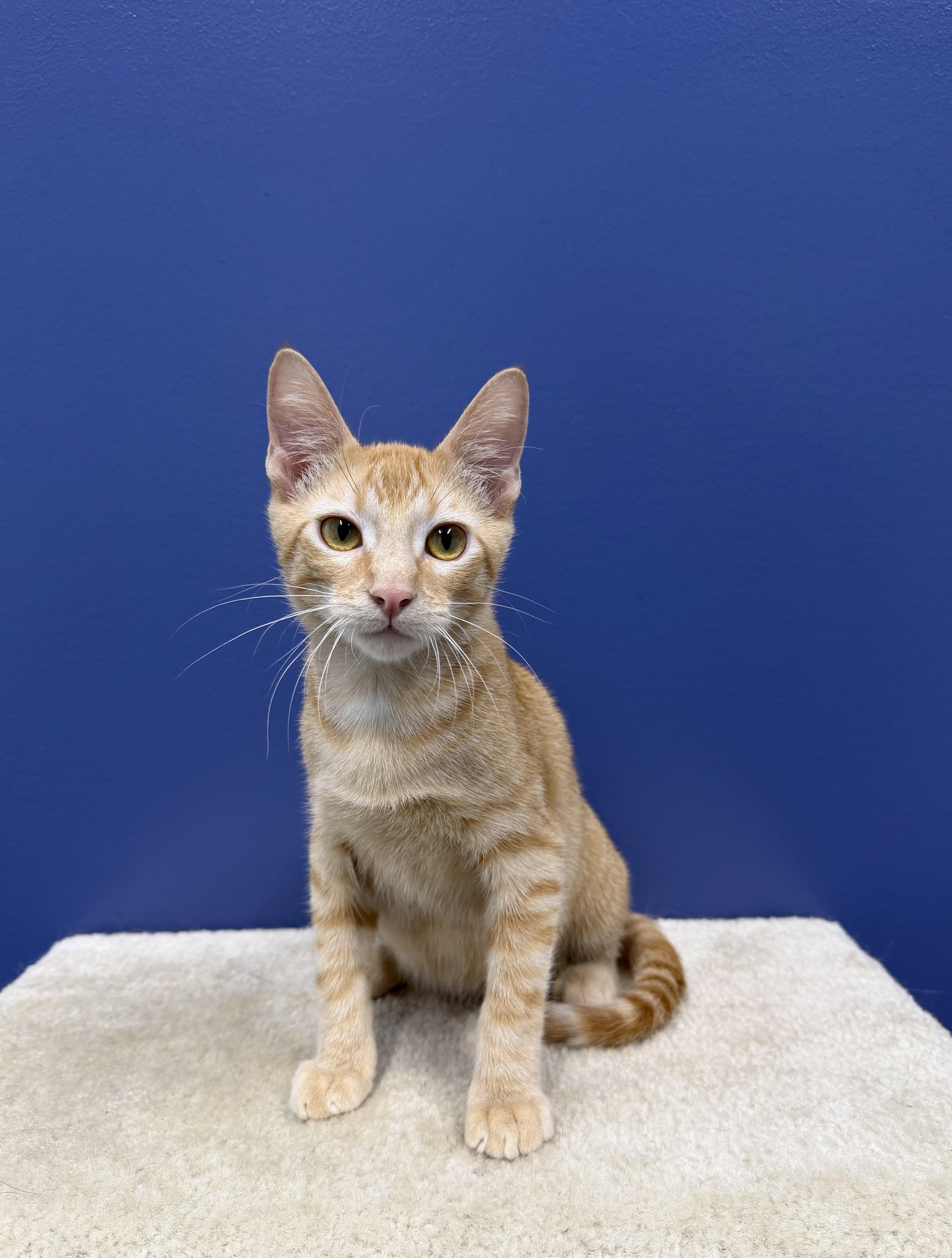 Sunny, a ADOPTABLE mixed breed in High Ridge, MO image 5/5