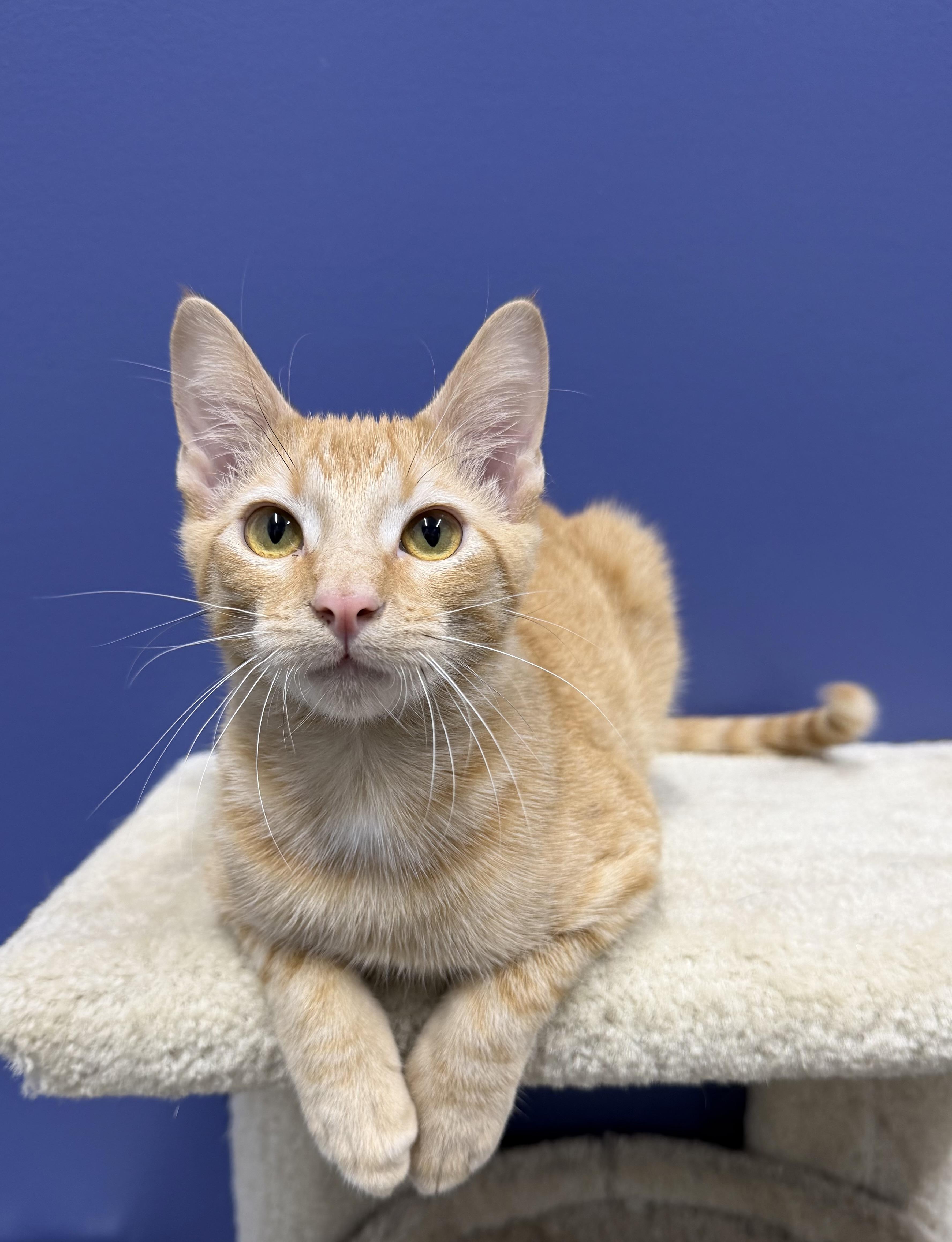 Enlarge Sunny, a Adoptable mixed breed in High Ridge, MO image 2/4