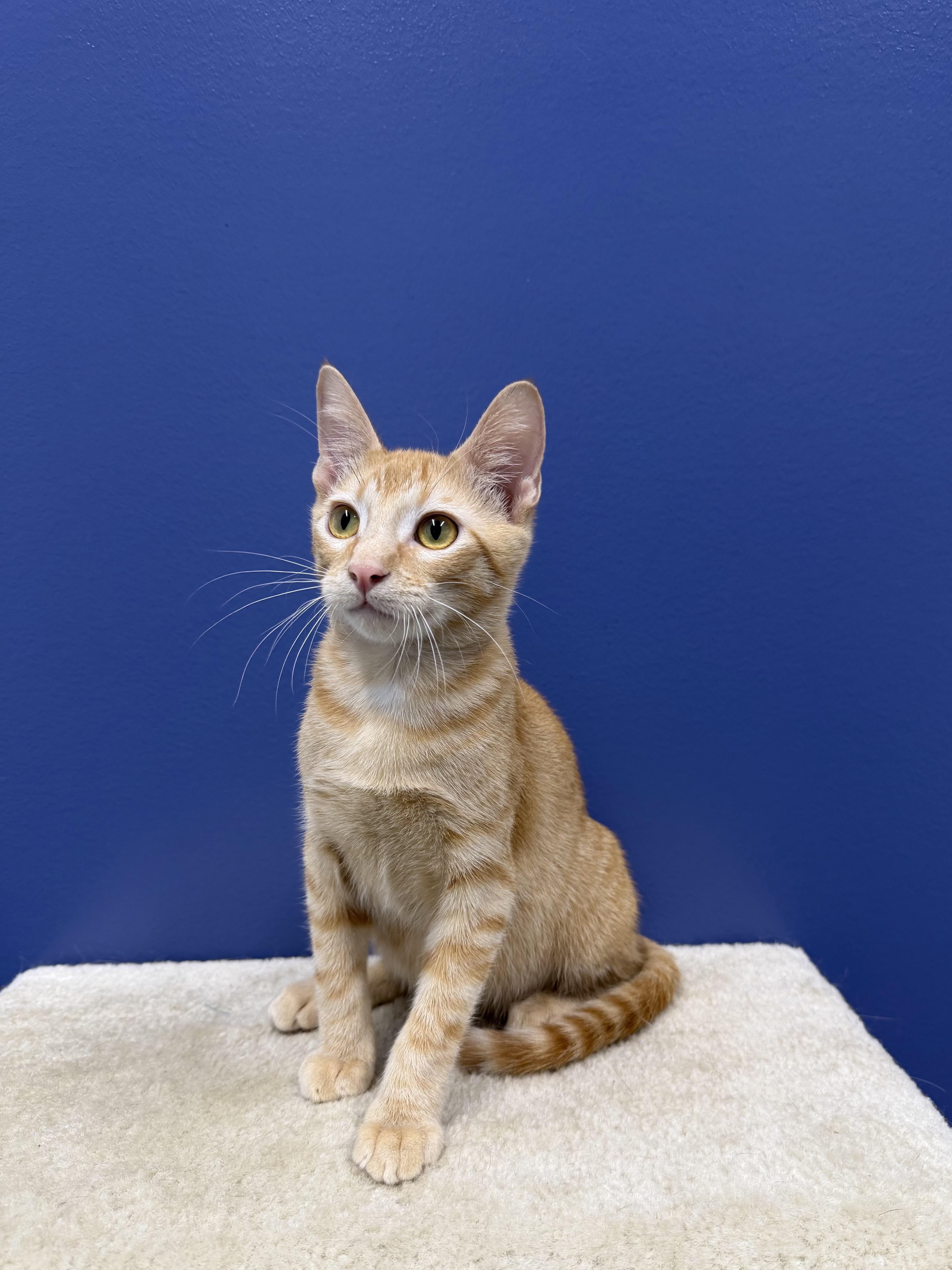 Sunny, a ADOPTABLE mixed breed in High Ridge, MO image 4/5