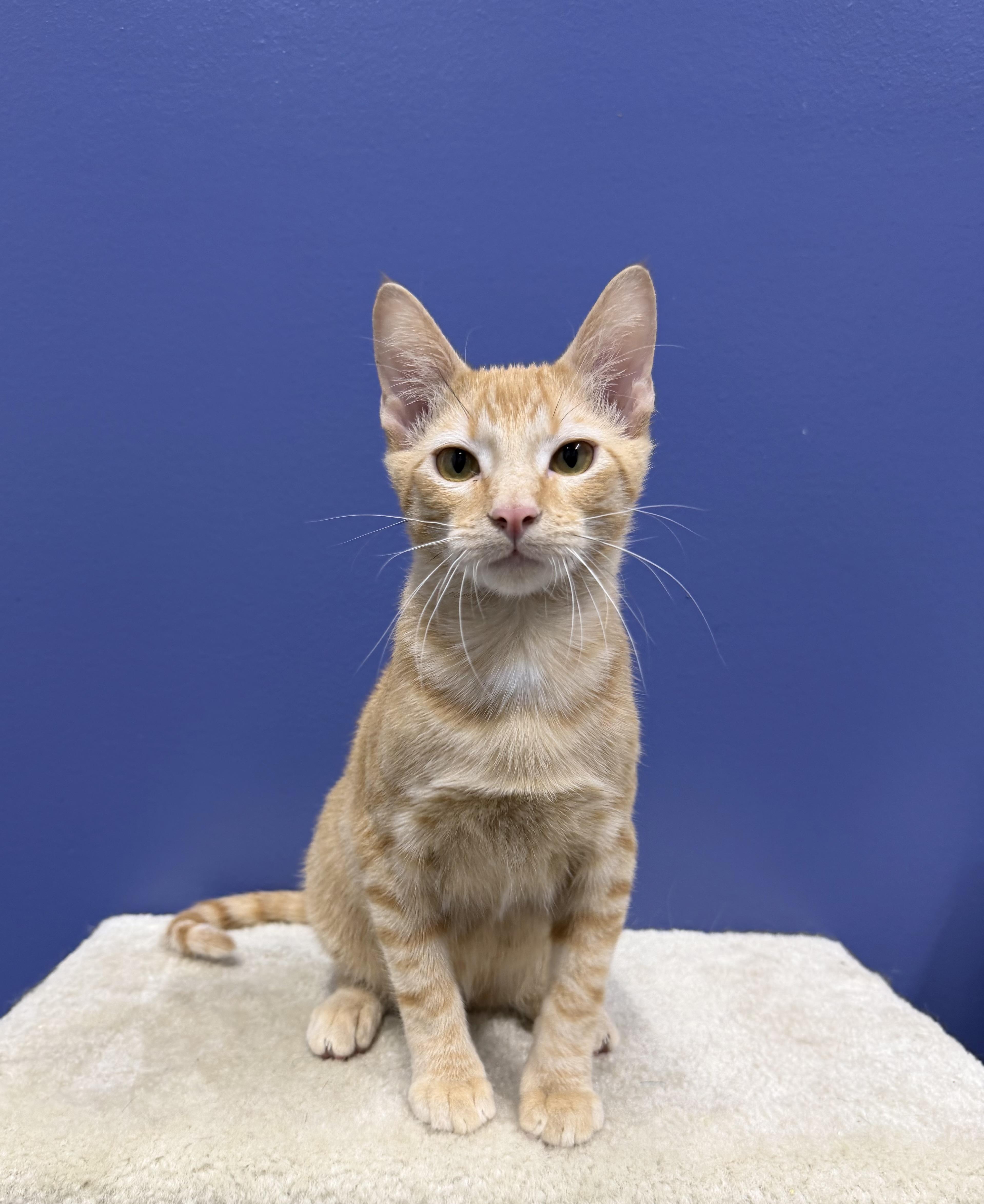 Enlarge Sunny, a Adoptable mixed breed in High Ridge, MO image 3/4