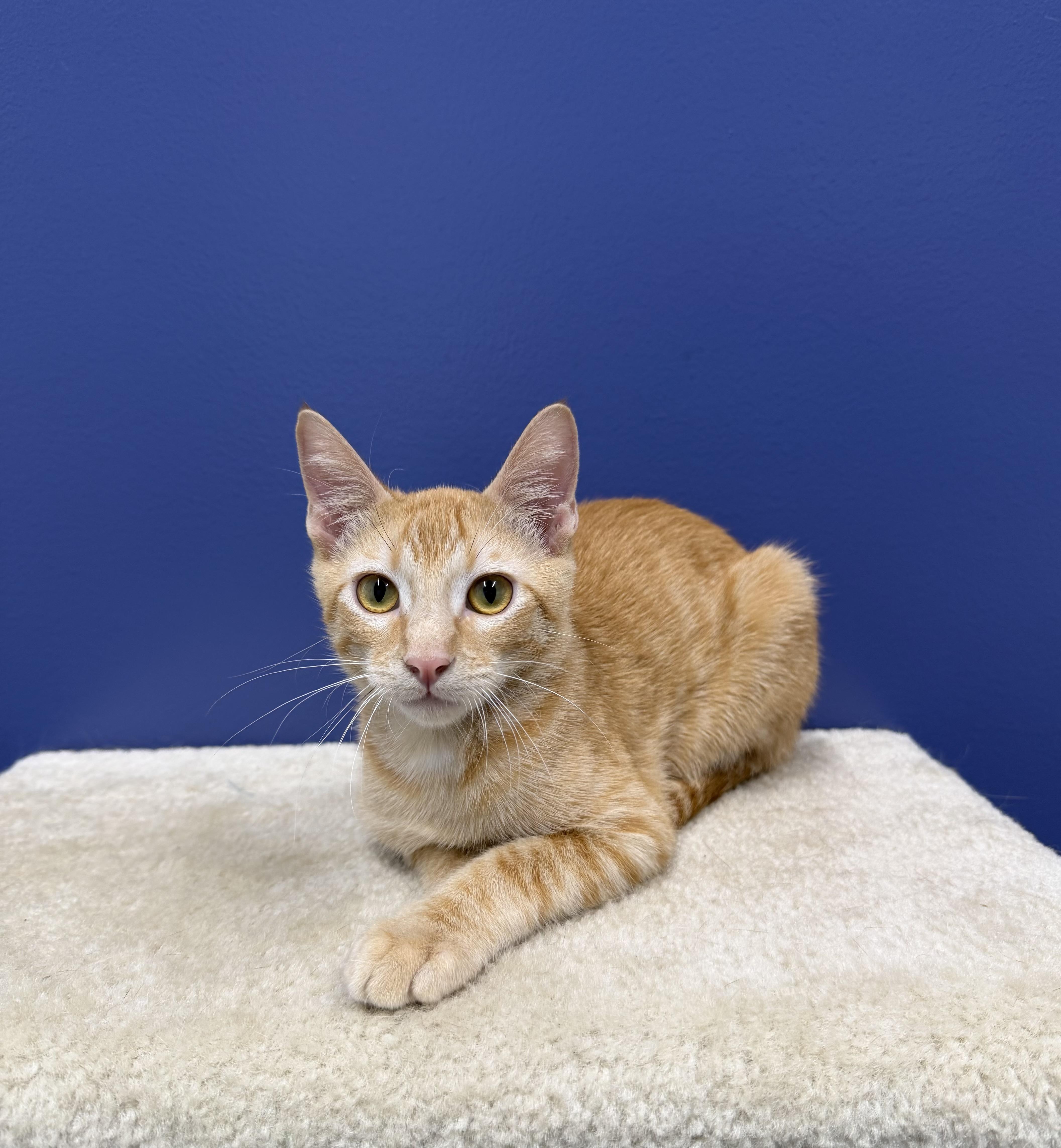Sunny, a ADOPTABLE mixed breed in High Ridge, MO image 1/5