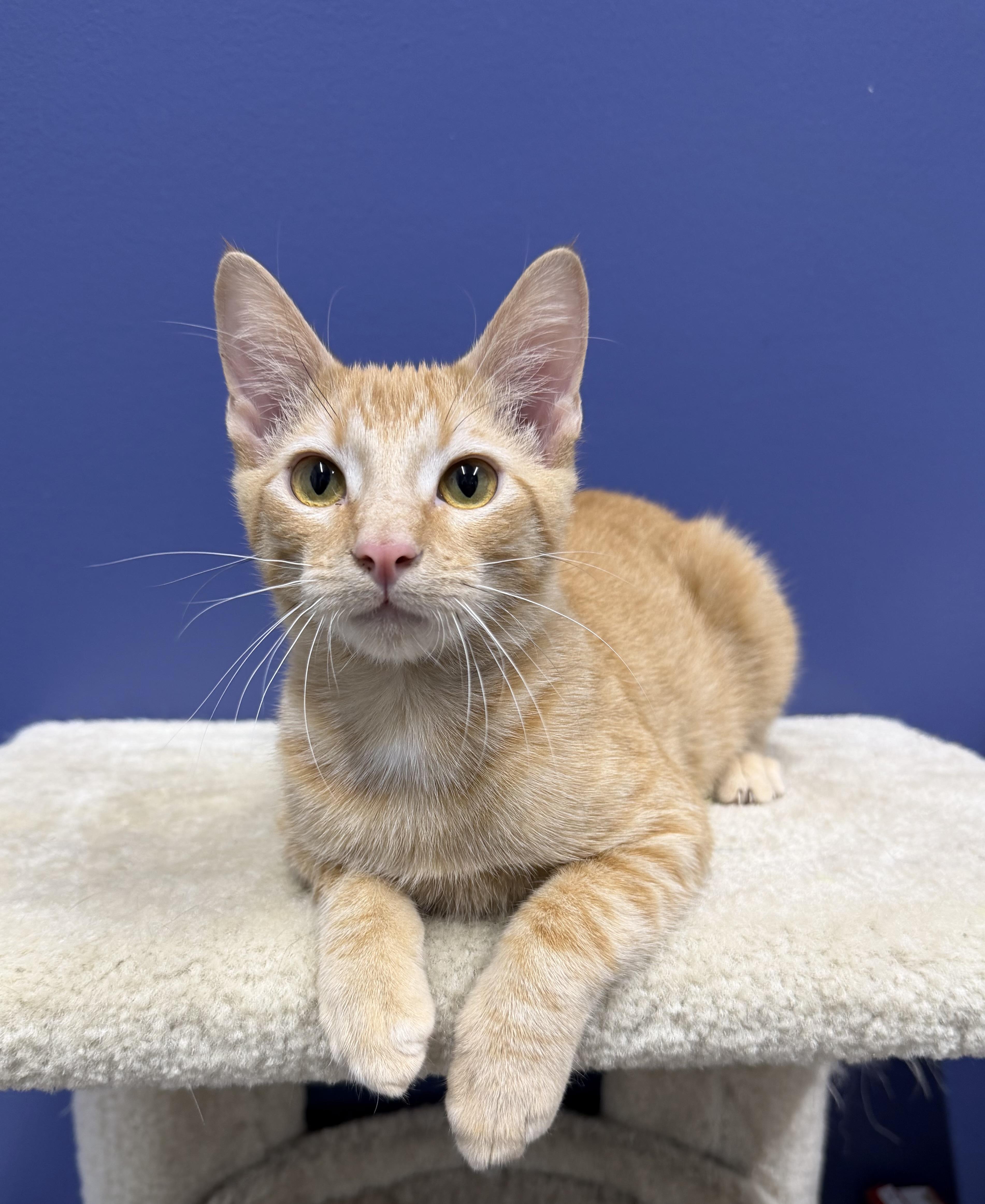 Enlarge Sunny, a Adoptable mixed breed in High Ridge, MO image 4/4