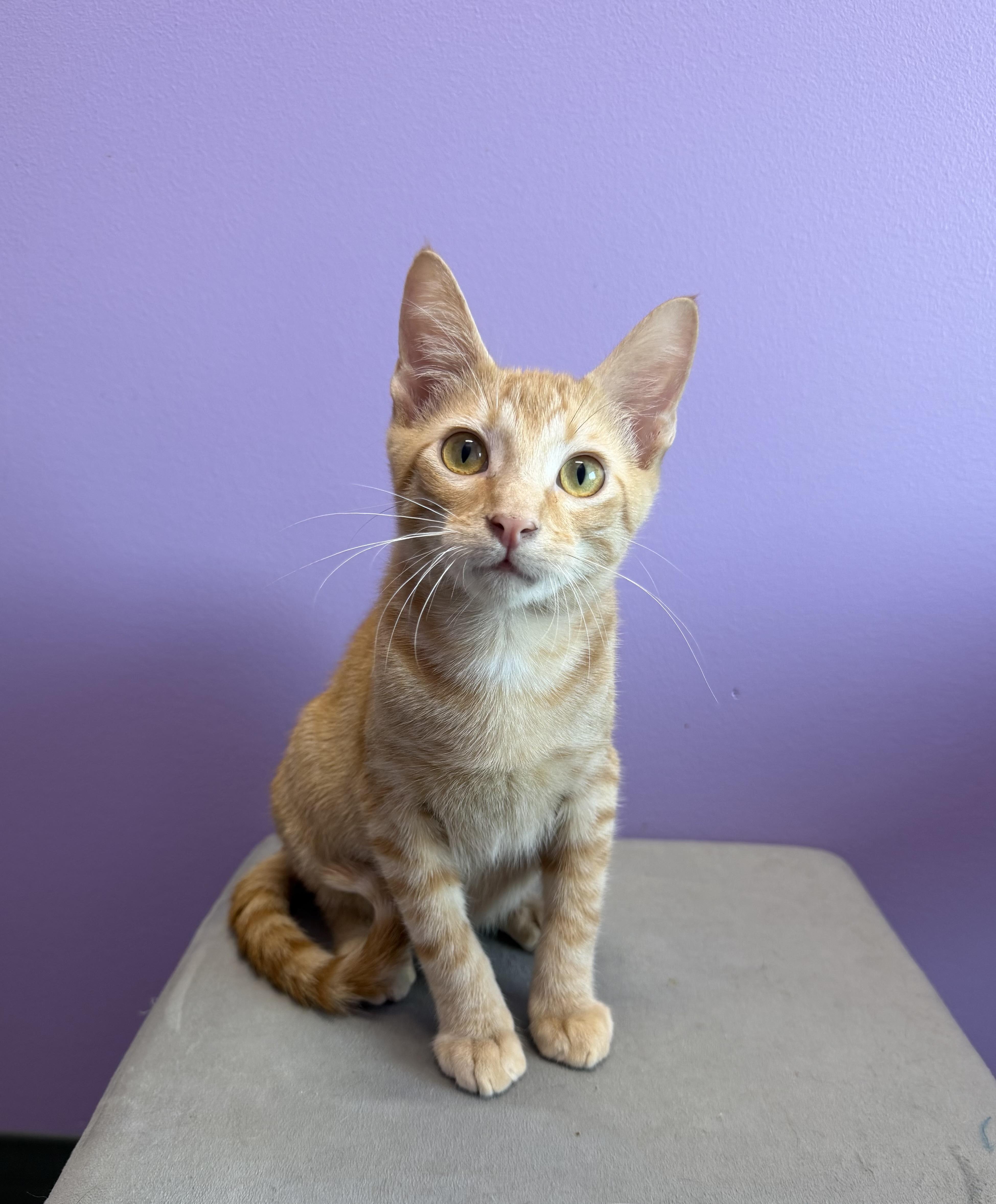 Sunny, a ADOPTABLE mixed breed in High Ridge, MO image 2/5