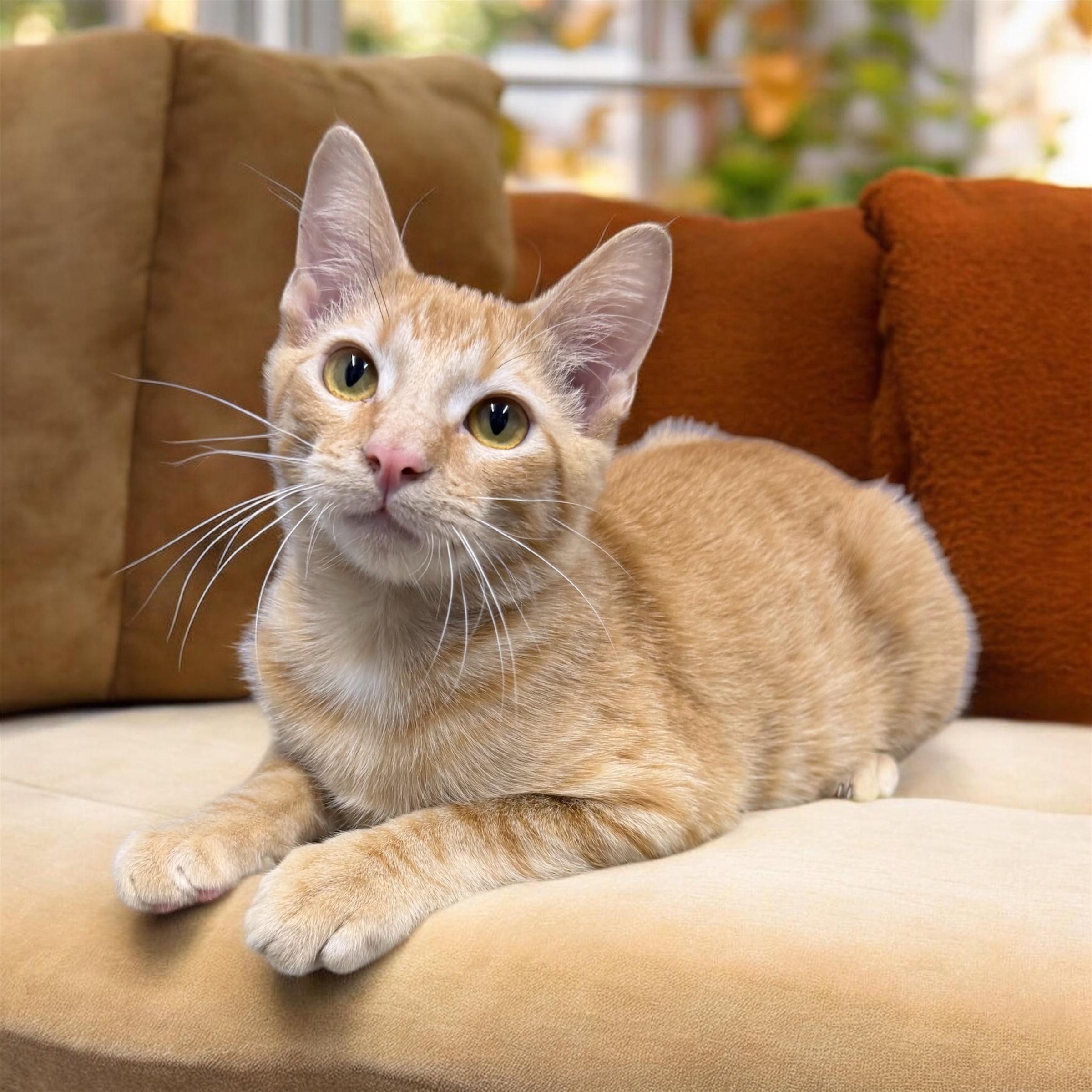 Sunny, Adoptable, Kitten Male Tabby & Domestic Short Hair.