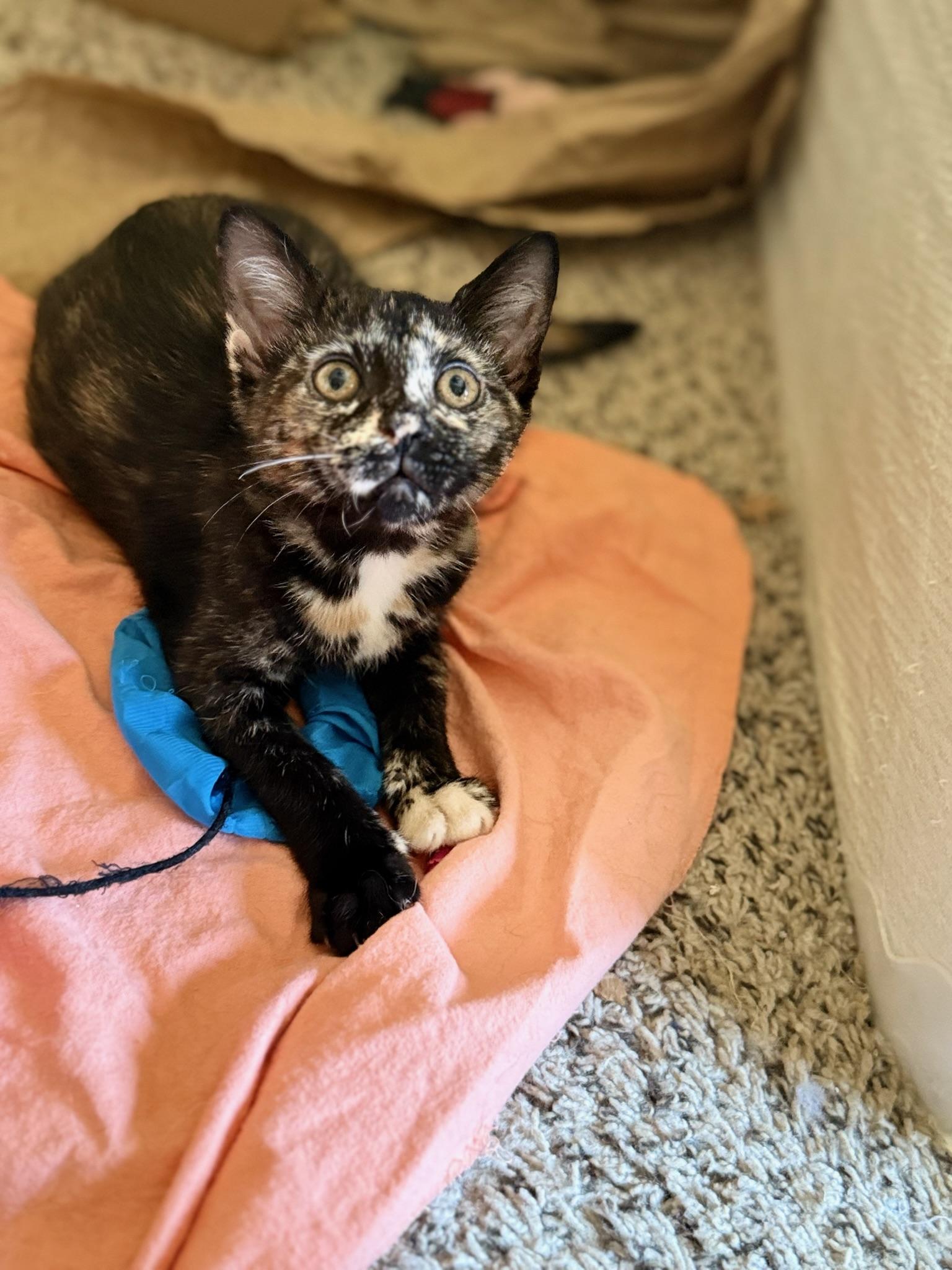 Fionna, Baby Female Domestic Short Hair