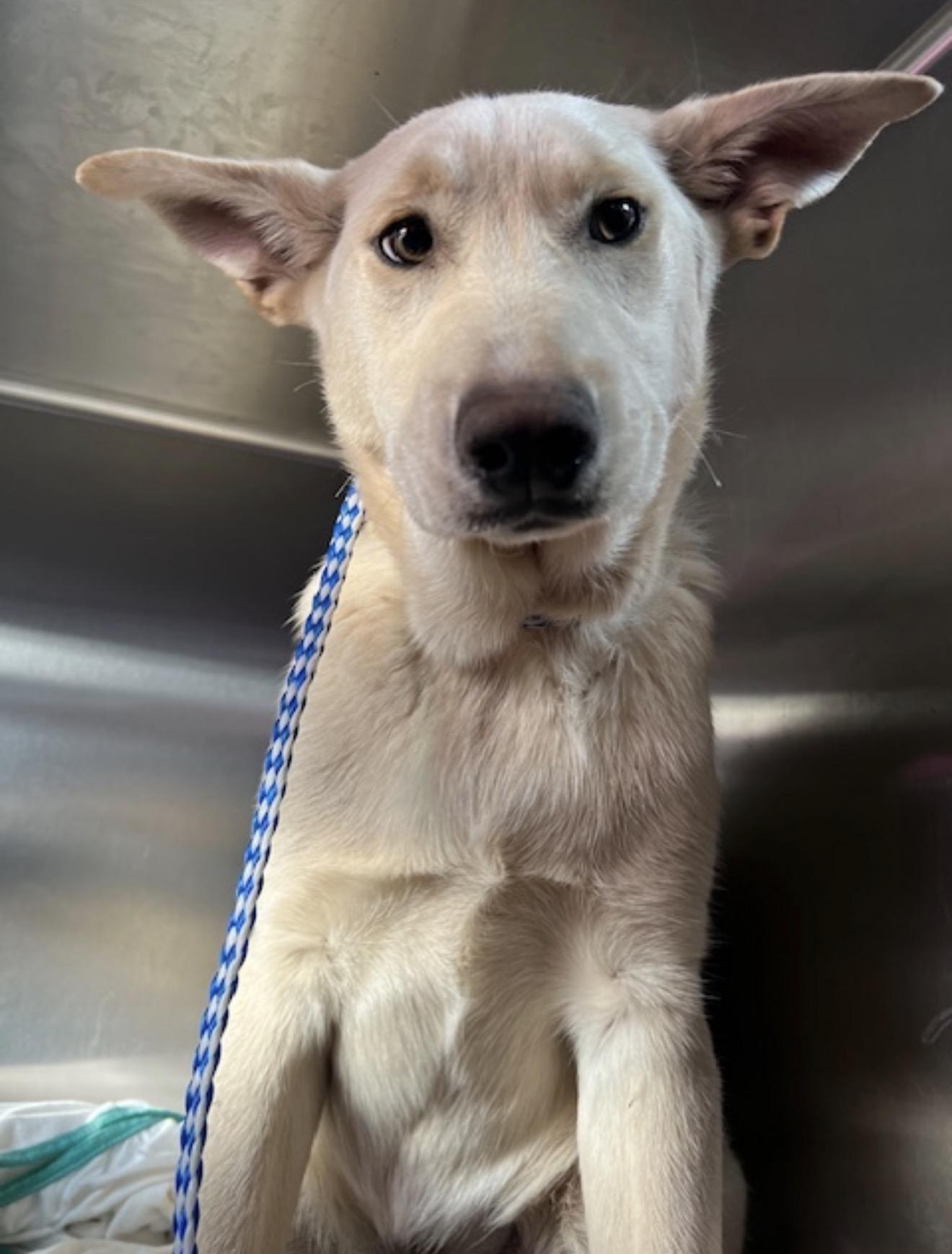 Sasha, a ADOPTABLE mixed breed in Portland, ME image 1/2