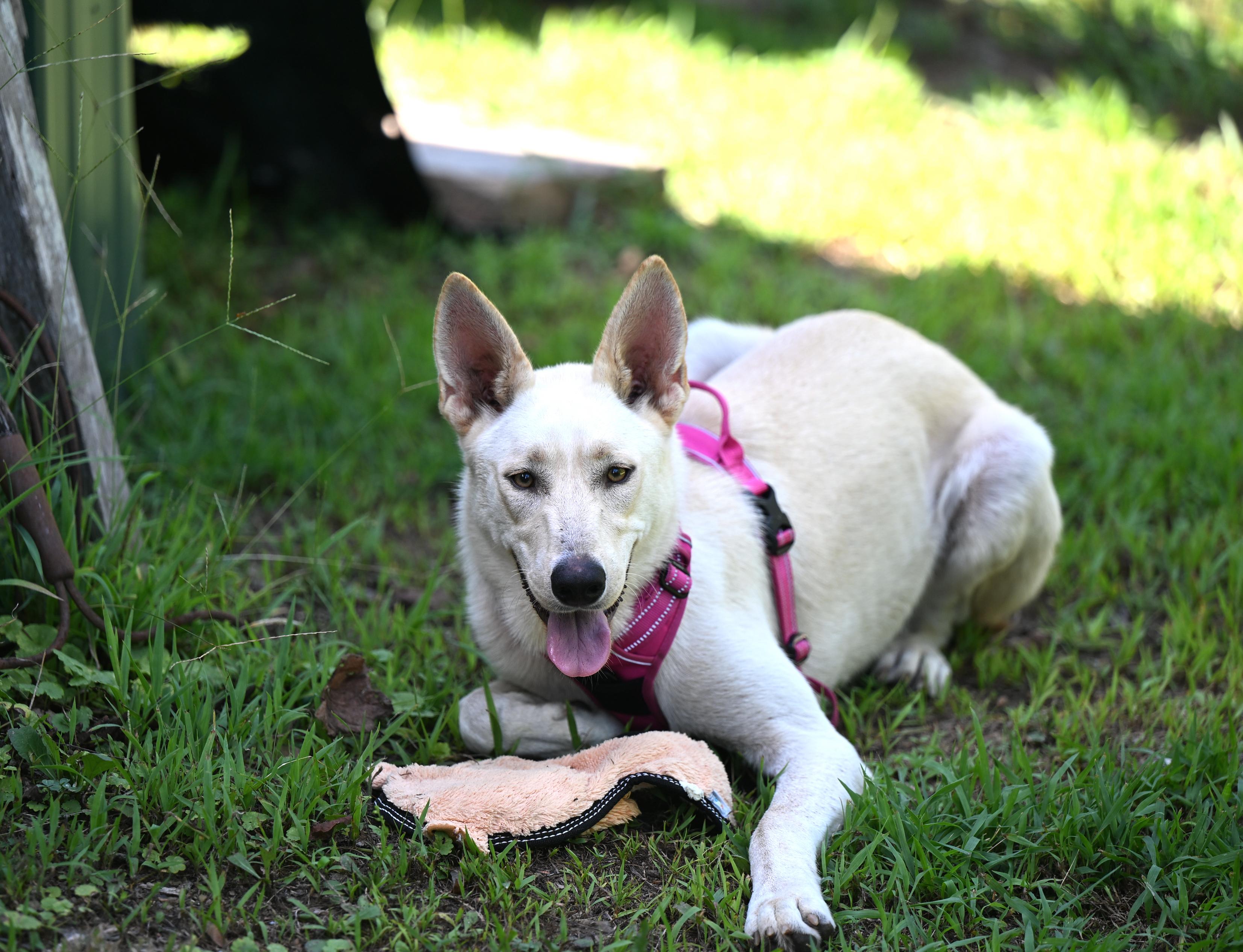 Sasha - WAIVED ADOPTION FEE, ADOPTABLE, Puppy Female Husky & German Shepherd Dog.