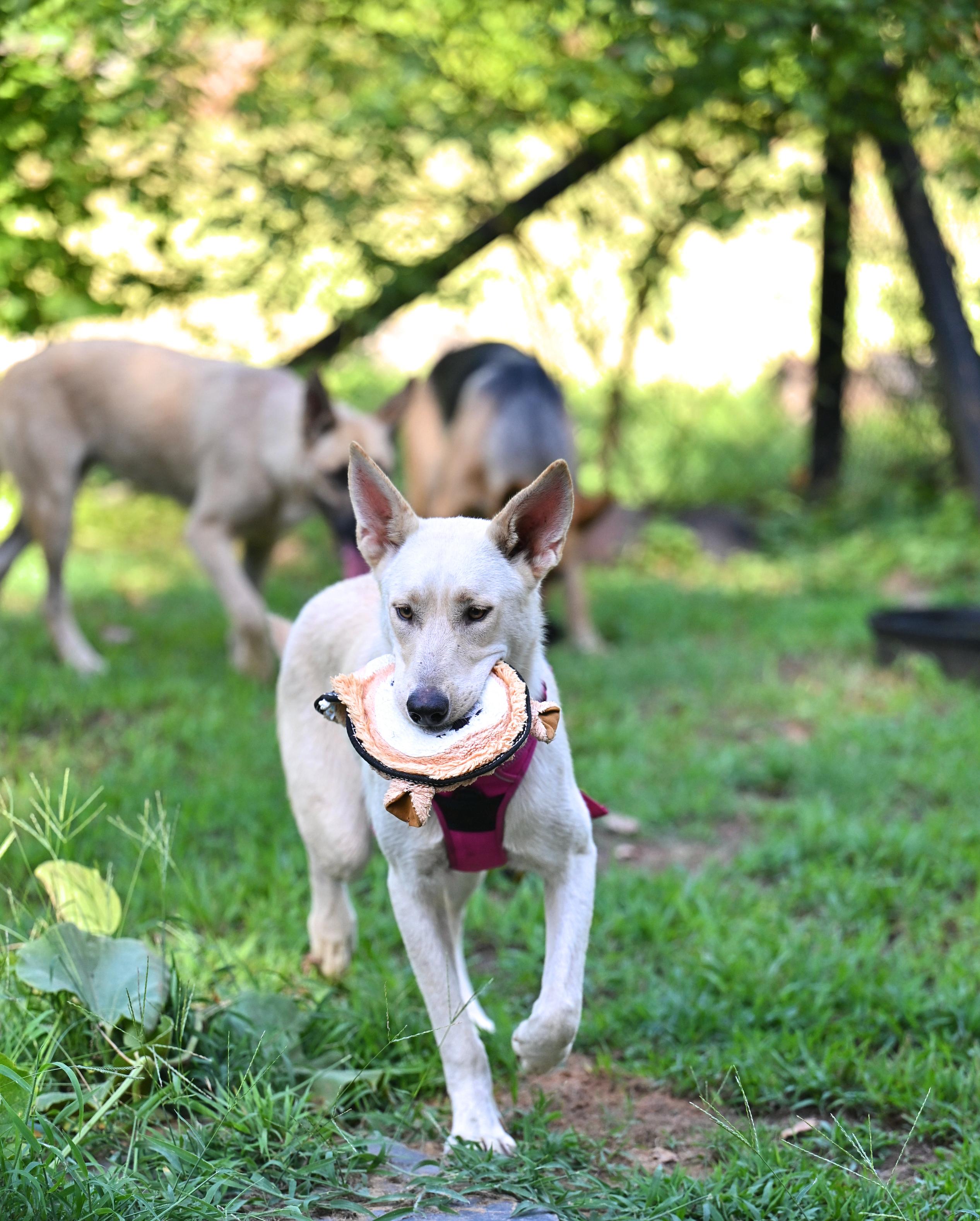 Enlarge Sasha - WAIVED ADOPTION FEE, a ADOPTABLE mixed breed in Clifton Park, NY image 2/2