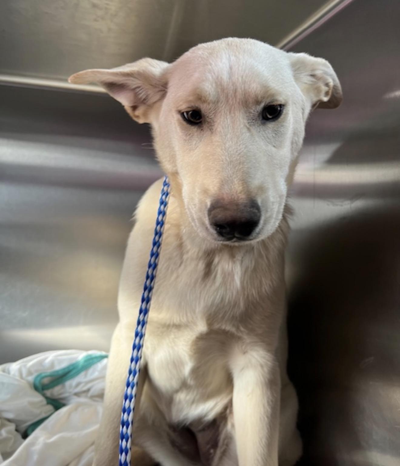 Sasha, a ADOPTABLE mixed breed in Portland, ME image 2/2