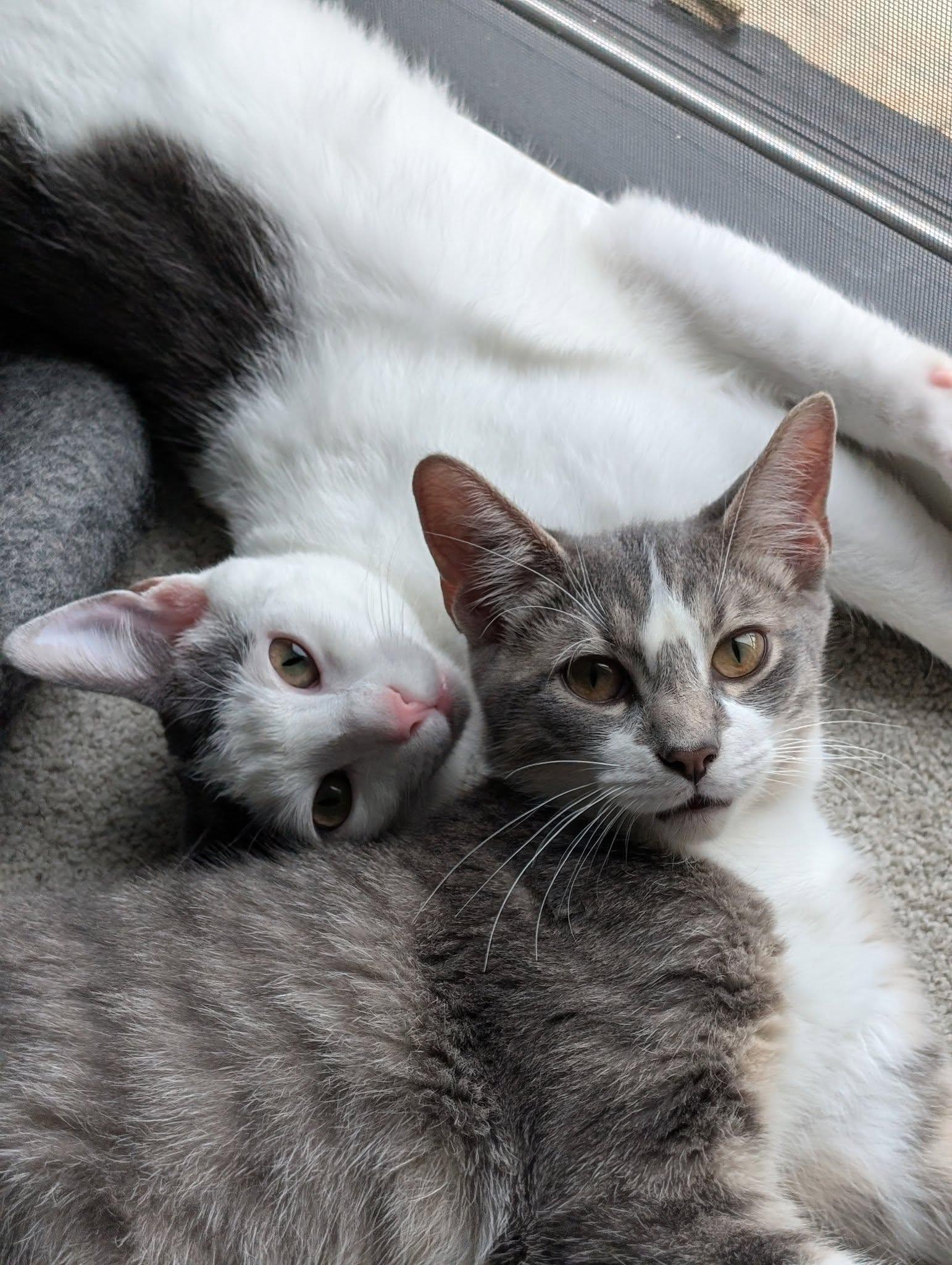 Nebbleton, Adoptable, Young Male Domestic Short Hair.