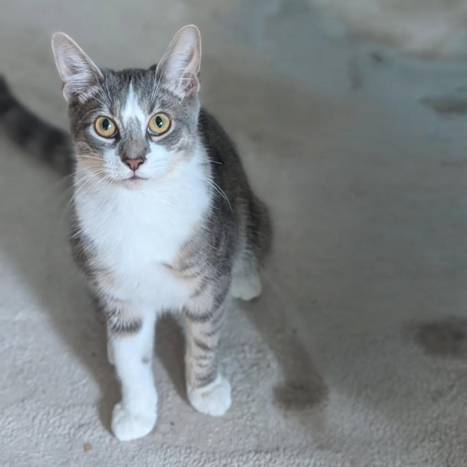 Nebbleton, a Adoptable Domestic Short Hair in Chicago, IL image 2/3