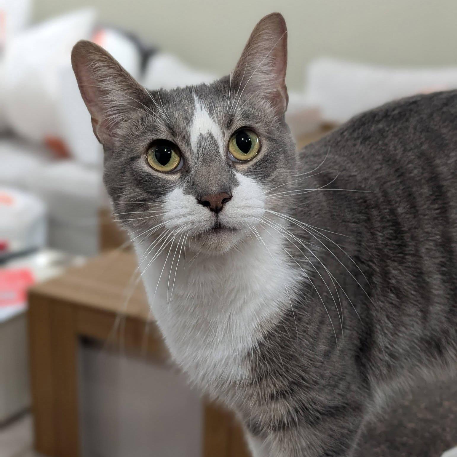 Enlarge Nebbleton, a Adoptable Domestic Short Hair in Chicago, IL image 3/3