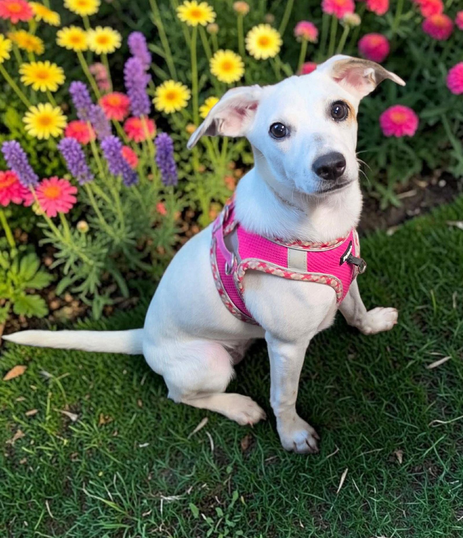 Enlarge Pearl, a Adoptable mixed breed in Ashville, OH image 2/3