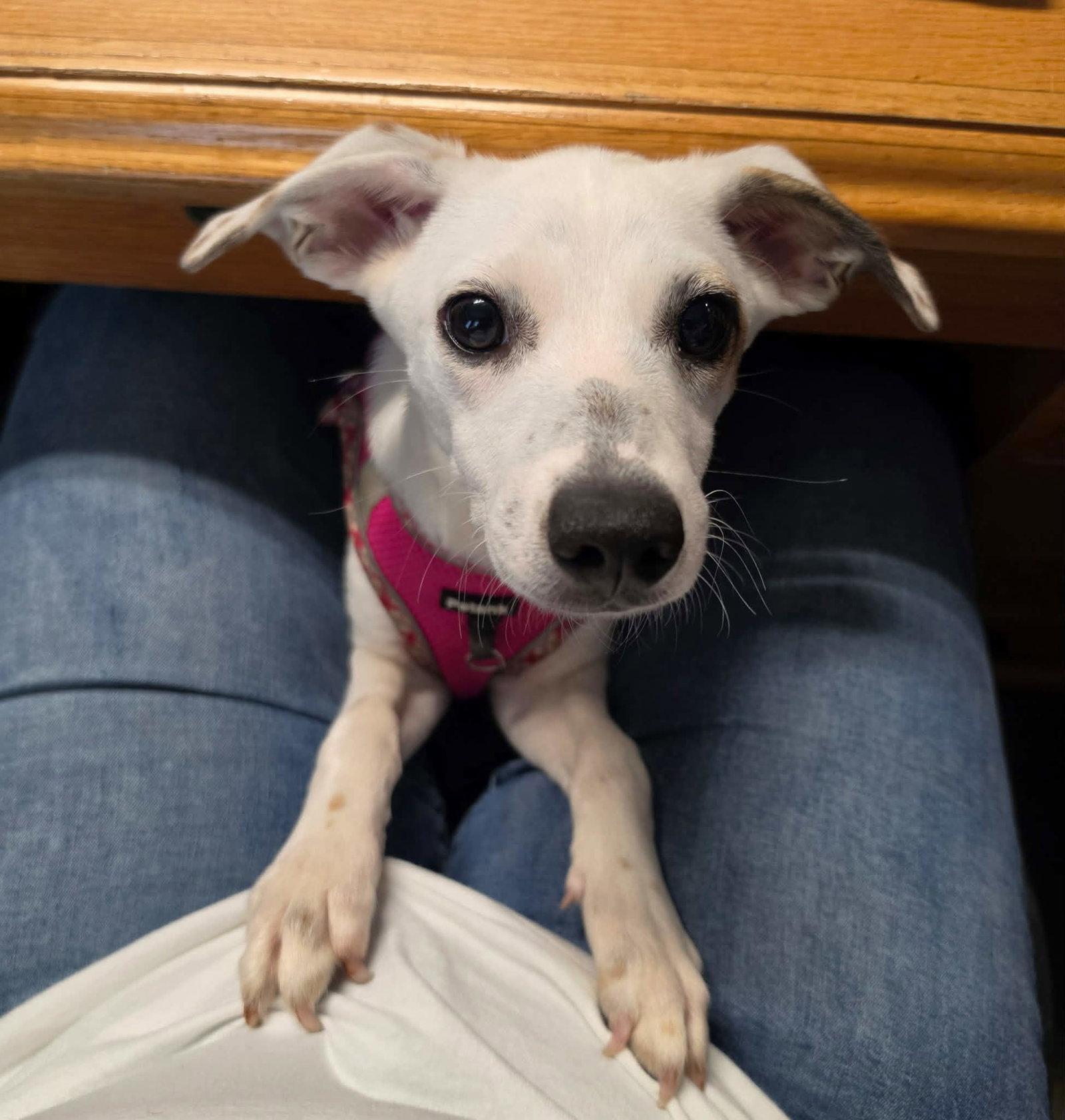 Enlarge Pearl, a Adoptable mixed breed in Ashville, OH image 3/3