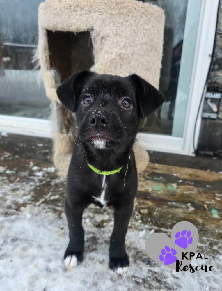 Matcha - Mina’s Tea Party, Adopted, Puppy Male Mixed Breed & Mixed Breed.