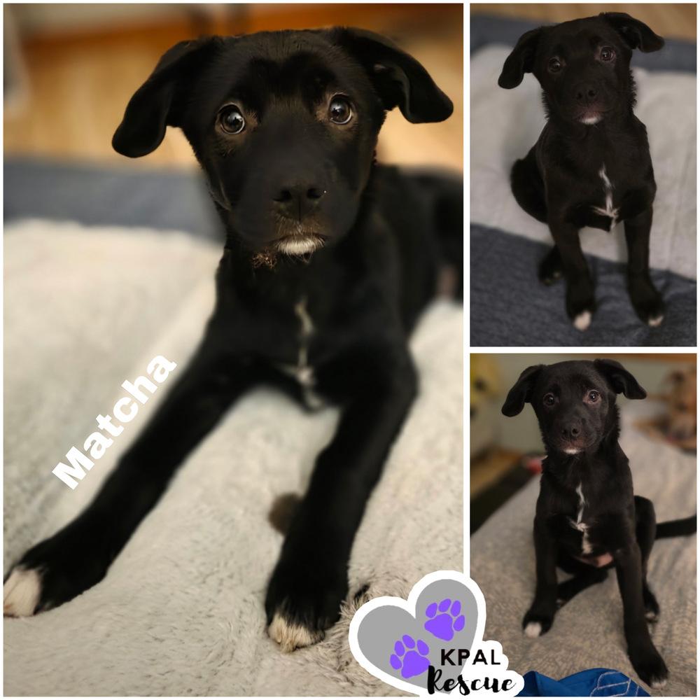 Enlarge Matcha - Mina’s Tea Party, a Adopted mixed breed in Kenai, AK image 2/5