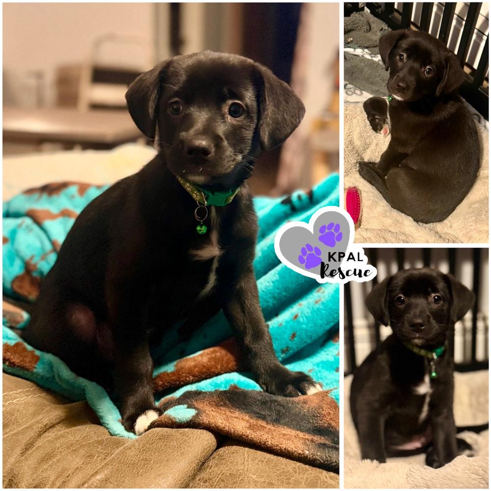 Enlarge Matcha - Mina’s Tea Party, a Adopted mixed breed in Kenai, AK image 3/5