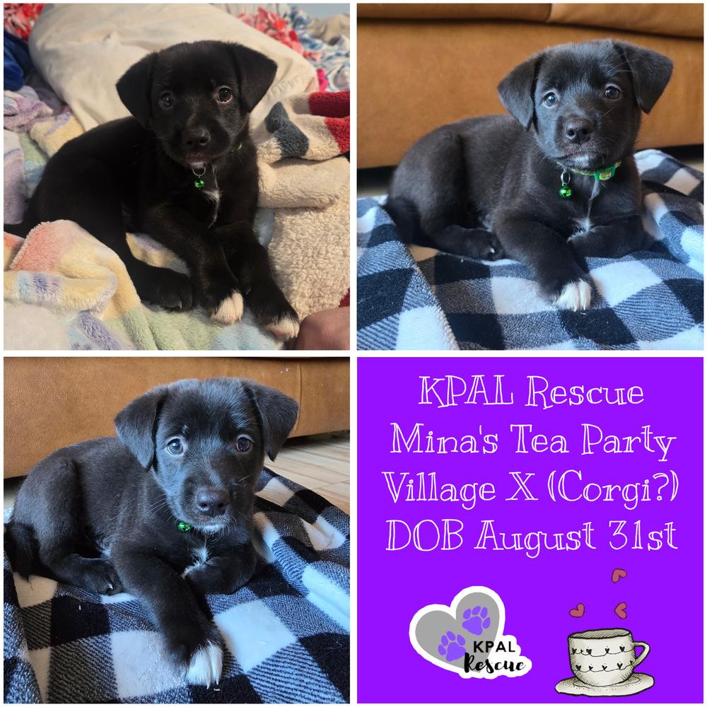 Enlarge Matcha - Mina’s Tea Party, a Adopted mixed breed in Kenai, AK image 4/5
