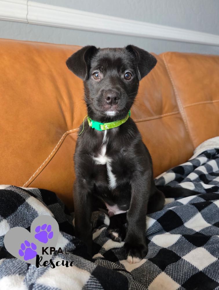 Enlarge Matcha - Mina’s Tea Party, a Adopted mixed breed in Kenai, AK image 5/5