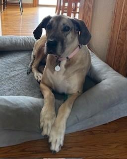 Freyagiant Cuddlebug! Loves People thumbnail 2