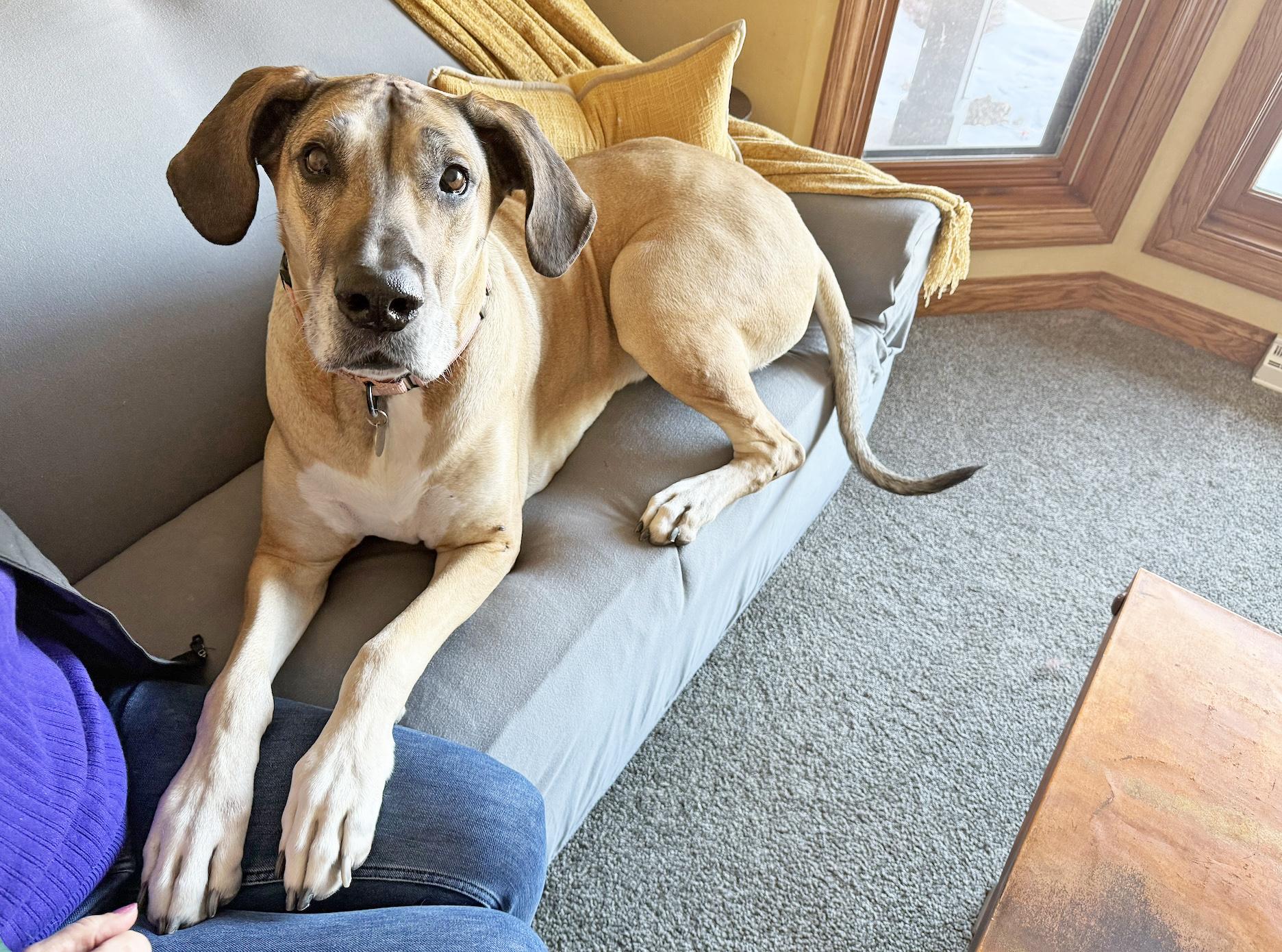 Freya-Giant Cuddlebug! Loves people, adoptable, Adult Female Great Dane.