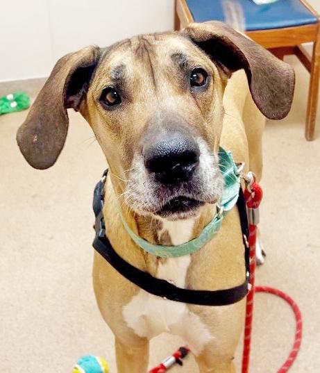Enlarge Freya-Giant Cuddlebug! Loves people, an adoptable Great Dane in Oshkosh, WI image 5/6