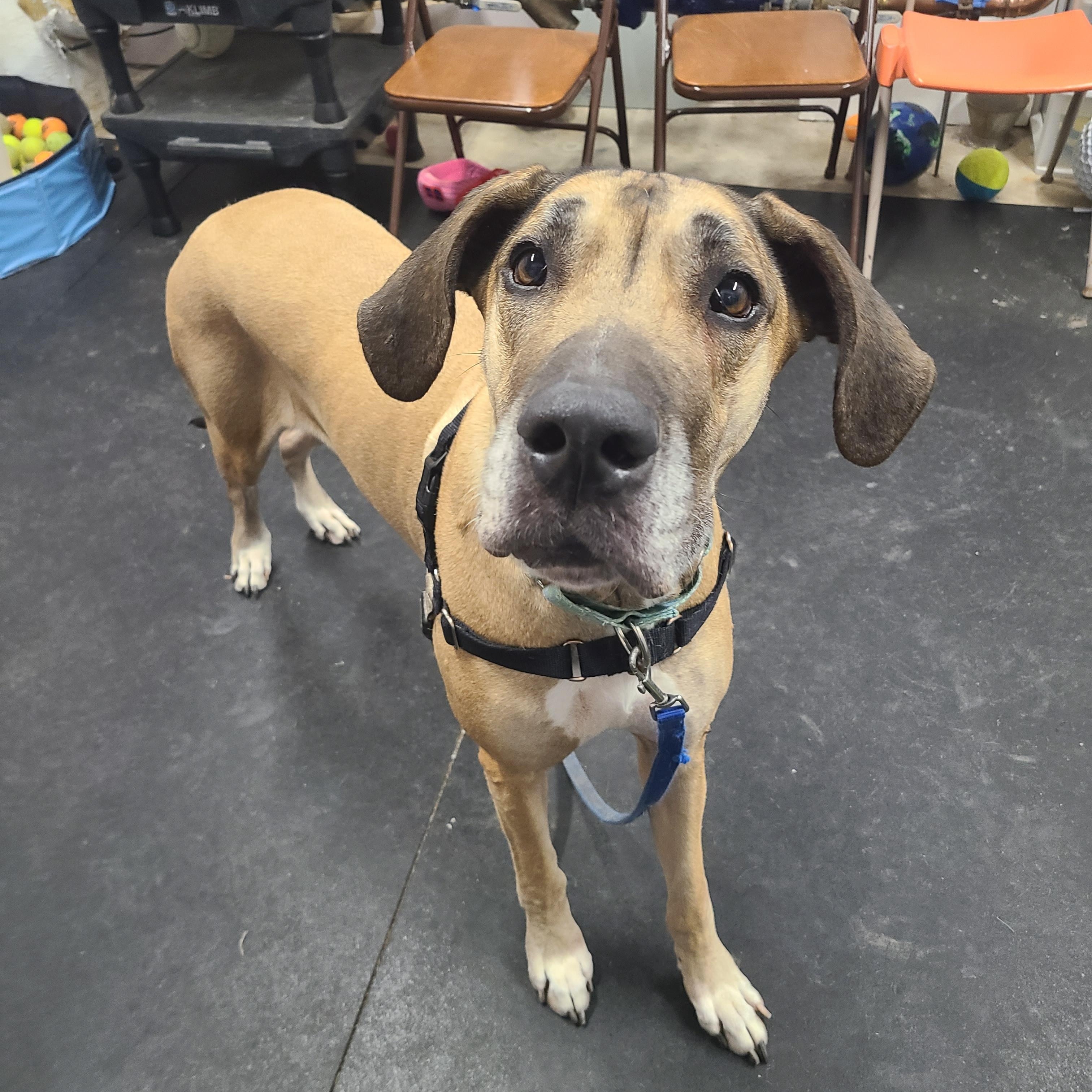 Freyagiant Cuddlebug! Loves People thumbnail 4