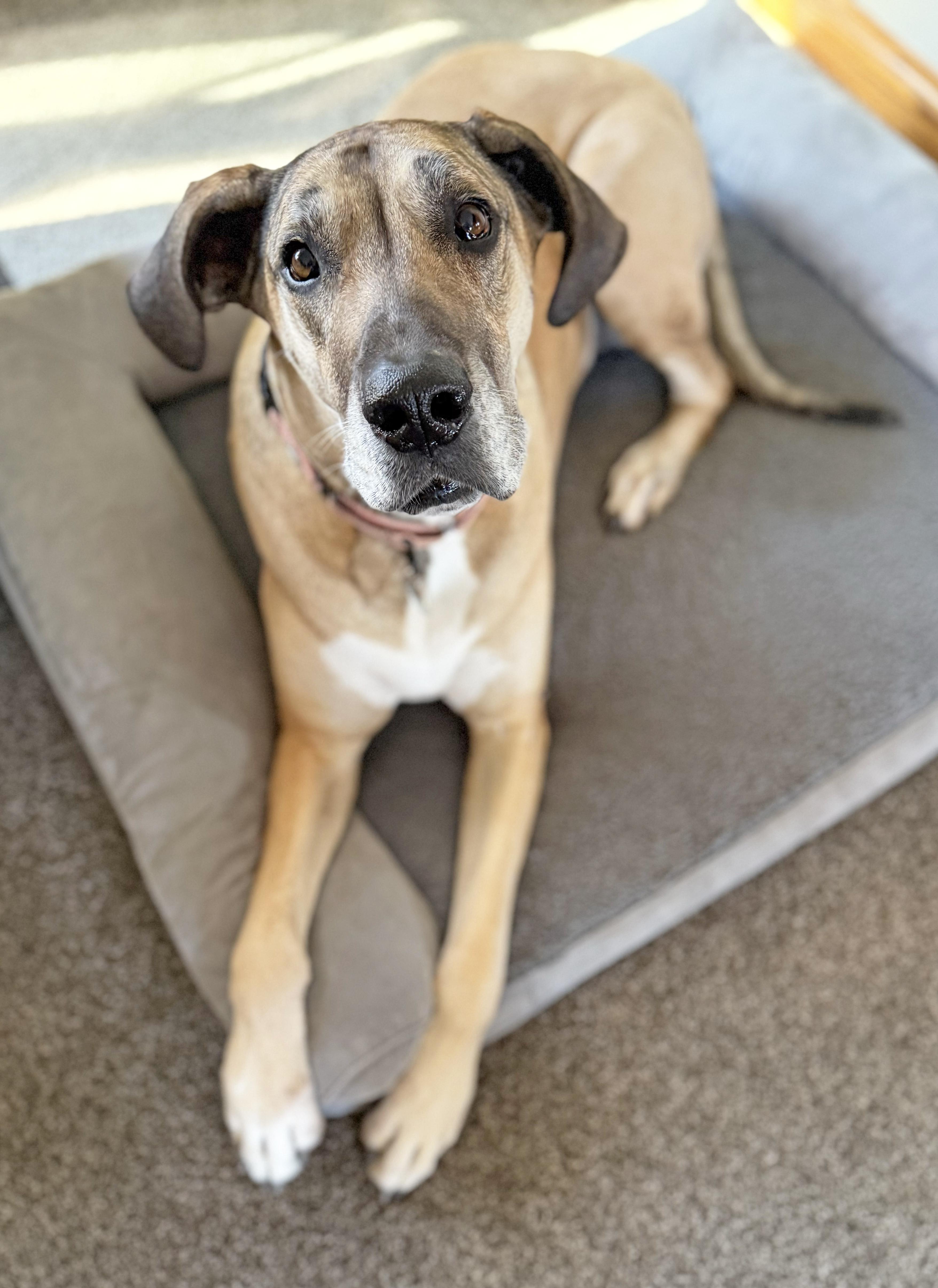 Enlarge Freya-Giant Cuddlebug! Loves people, an adoptable Great Dane in Oshkosh, WI image 2/6