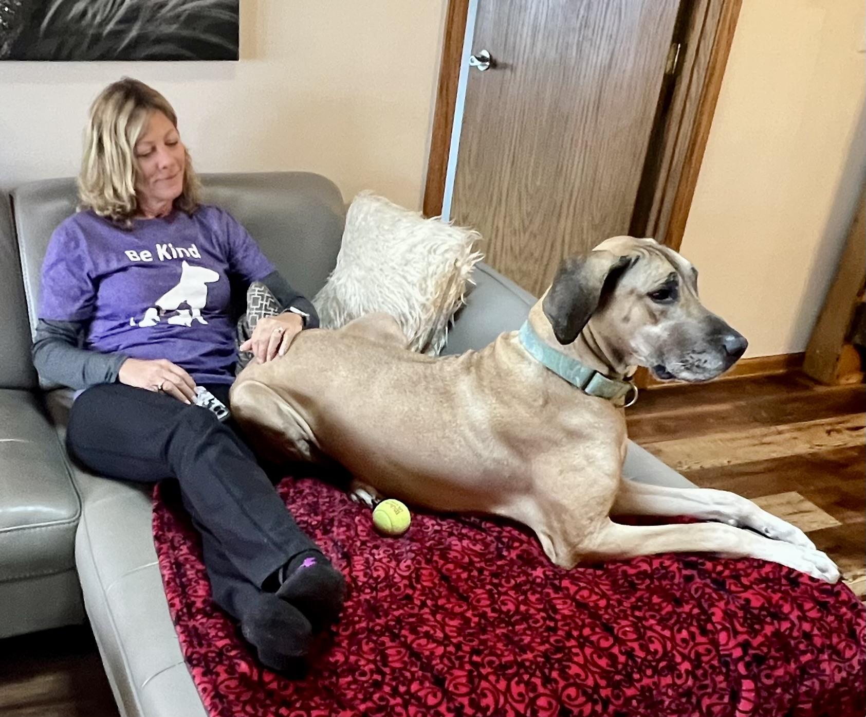 Enlarge Freya-Giant Cuddlebug! Loves people, an adoptable Great Dane in Oshkosh, WI image 3/6