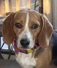 Sonic, adopted, Puppy Male Beagle.