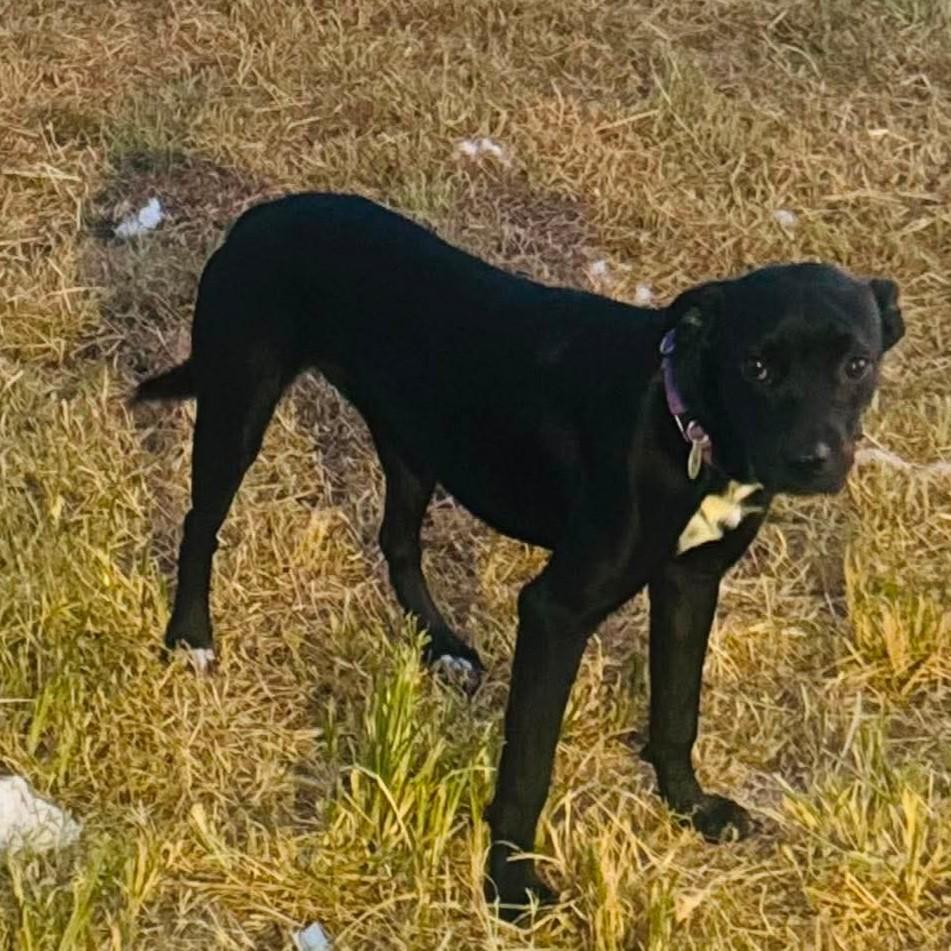 Aquarius, an adopted mixed breed in Evanston, WY image 2/3