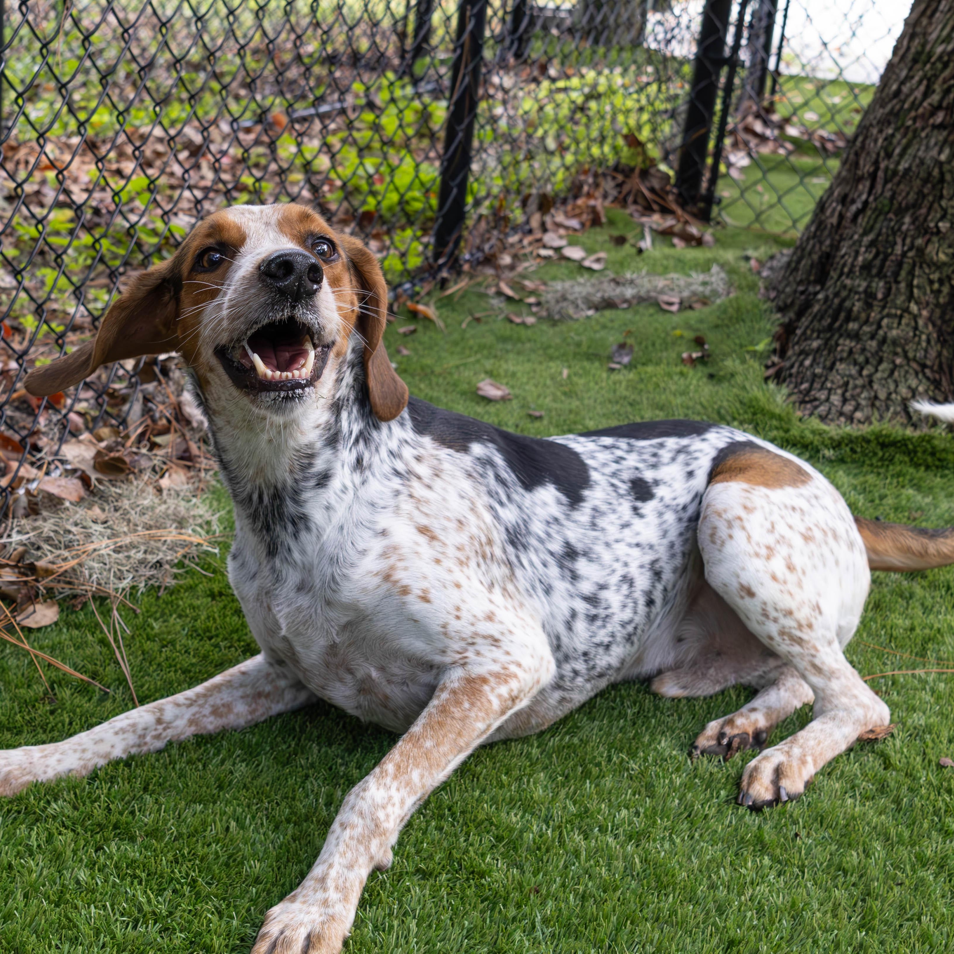 Enlarge Gator, a Adoptable English Coonhound in Palm Harbor, FL image 6/6