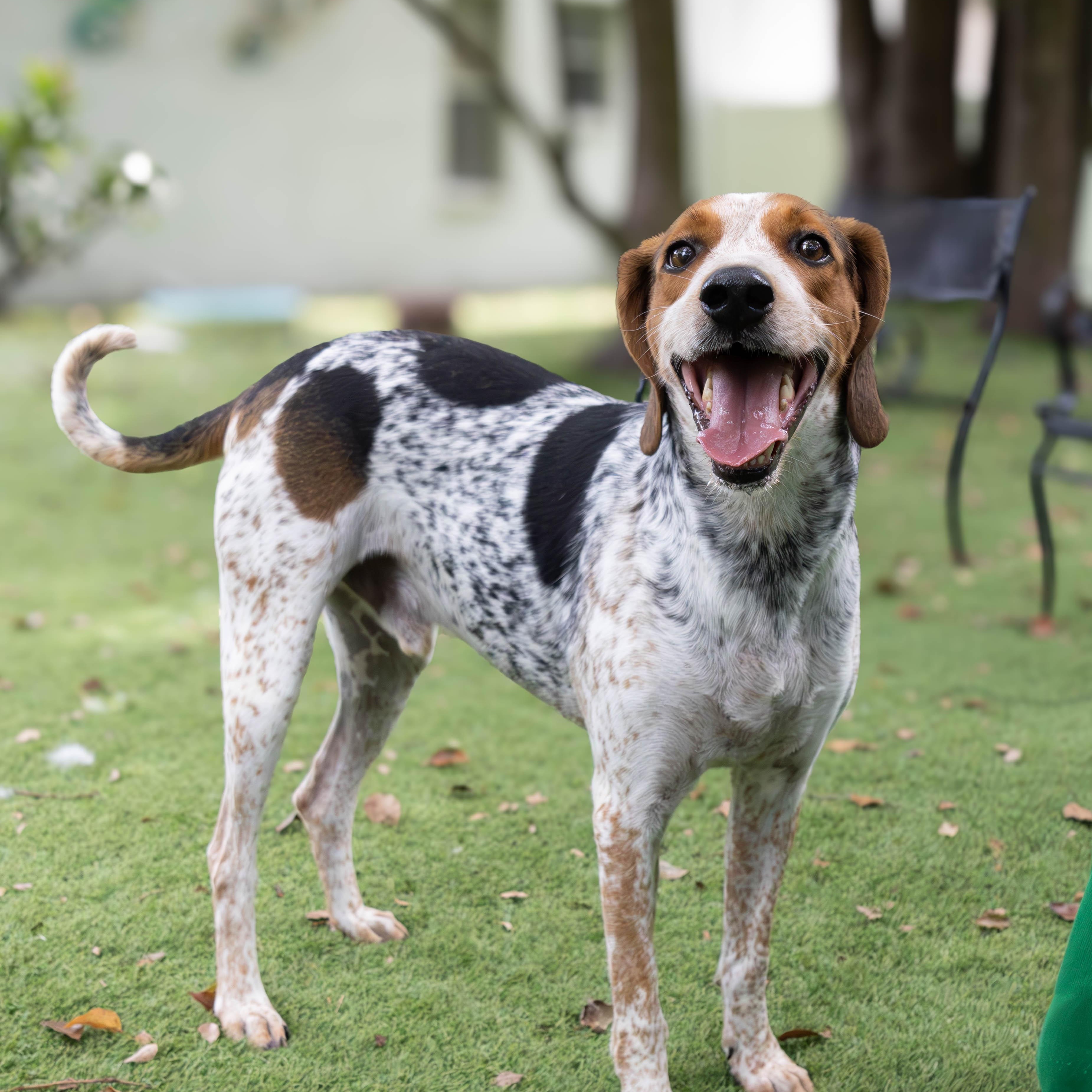Gator, Adoptable, Adult Male English Coonhound.