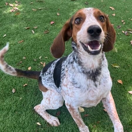 Enlarge Gator, a Adoptable English Coonhound in Palm Harbor, FL image 2/6