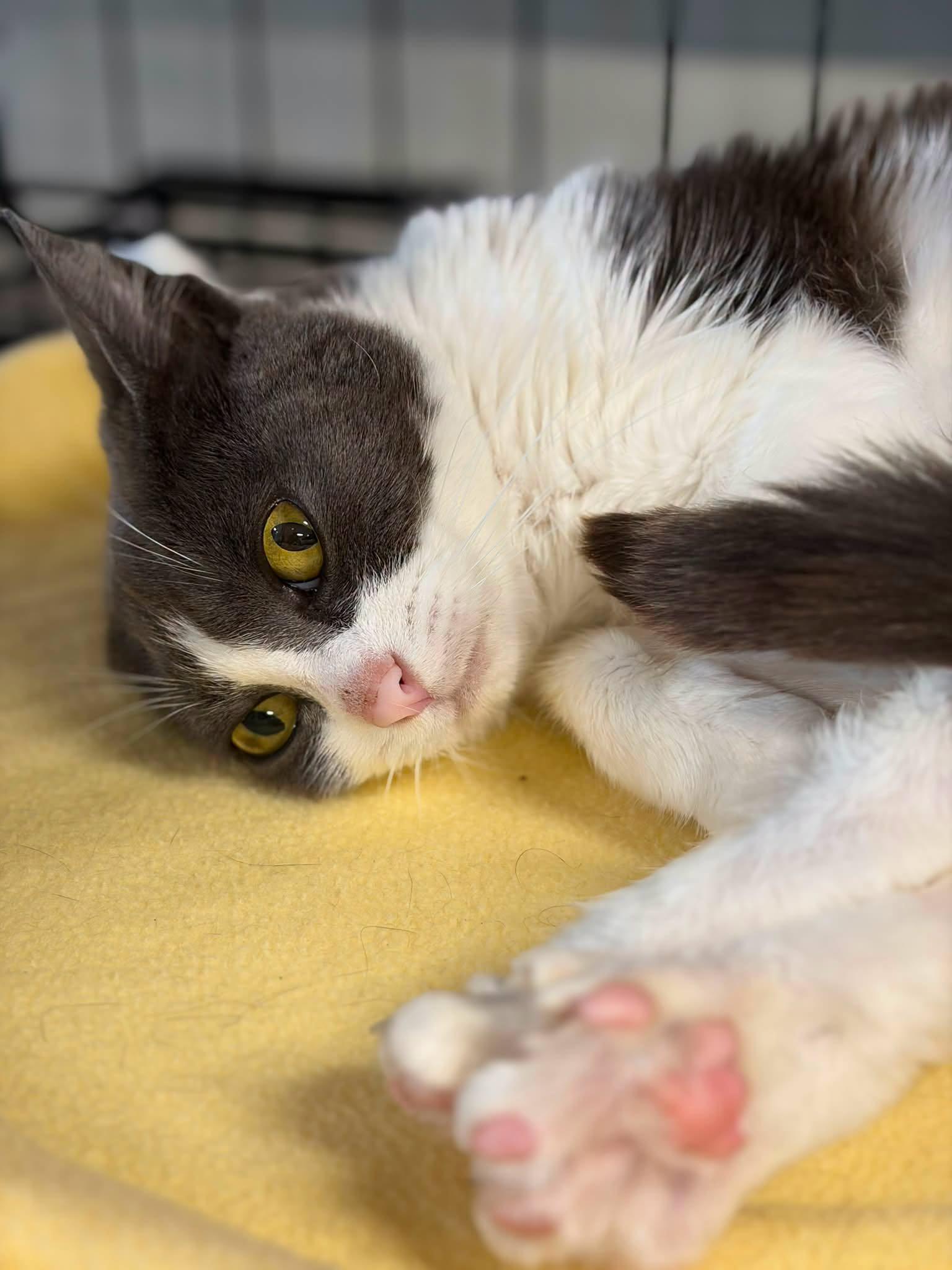 Enlarge Gremlin, a Adoptable mixed breed in Walnut Creek, CA image 3/3