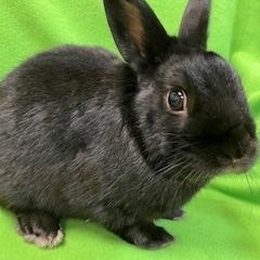 Tatum, Adopted, Adult Male Bunny Rabbit.