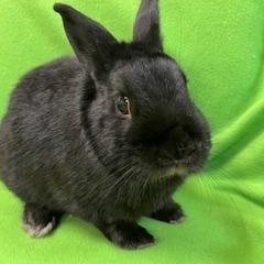 Enlarge Tatum, a Adopted mixed breed in Haltom City, TX image 2/3