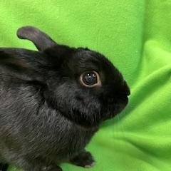 Enlarge Tatum, a Adopted mixed breed in Haltom City, TX image 3/3