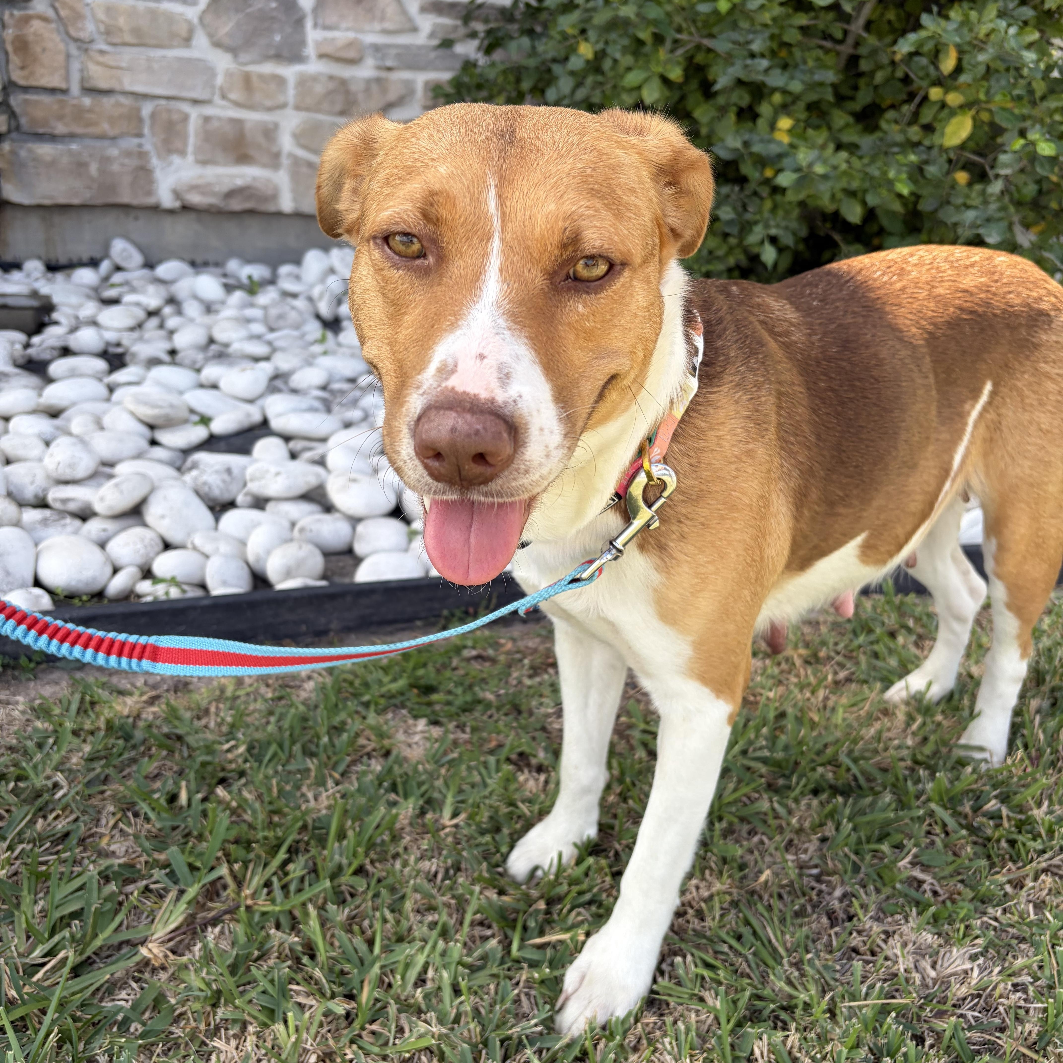 Honey — thumbnail 2