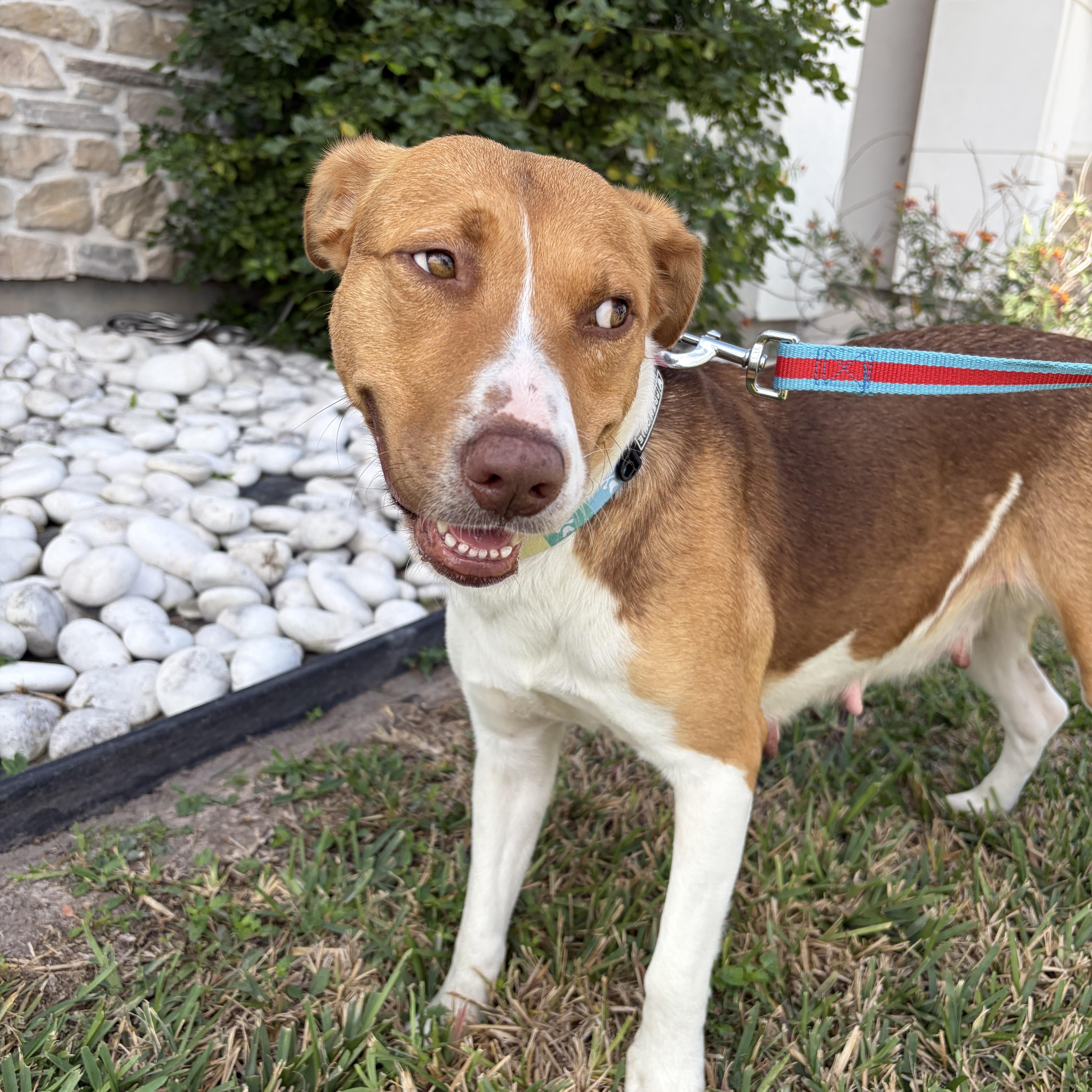 Honey — thumbnail 4