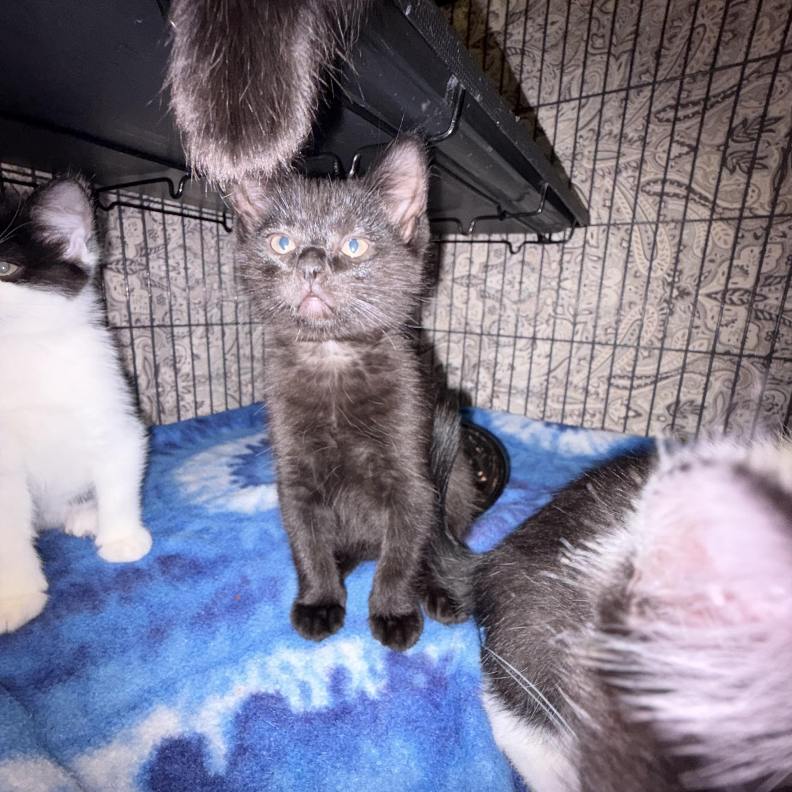 Laney, ADOPTABLE, Kitten Female Domestic Short Hair.