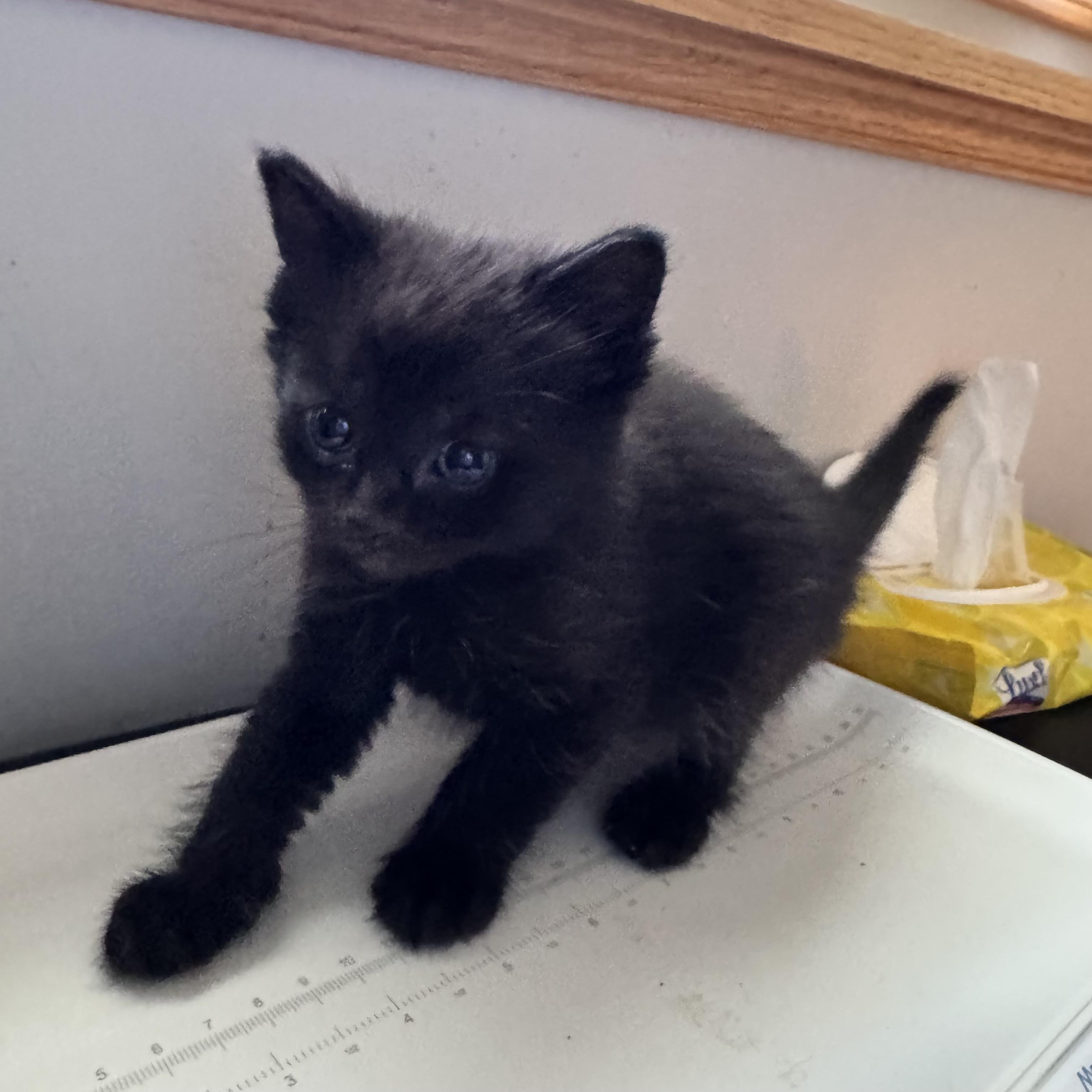 Enlarge Laney, a ADOPTABLE Domestic Short Hair in Brooks, AB image 2/2