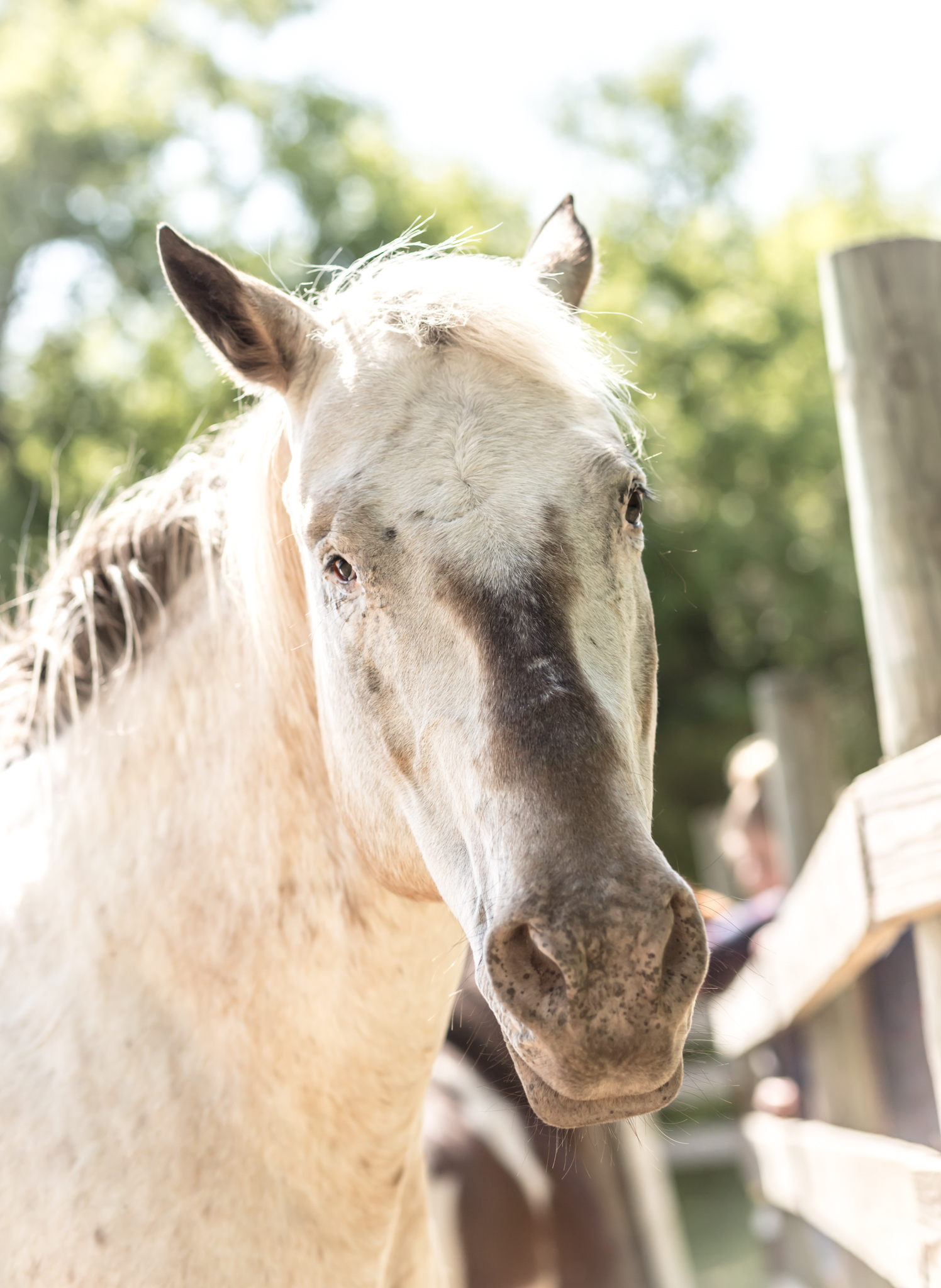 Enlarge Maggie -SPONSORSHIP ONLY, a Adoptable Appaloosa in Elkhart Lake, WI image 1/5
