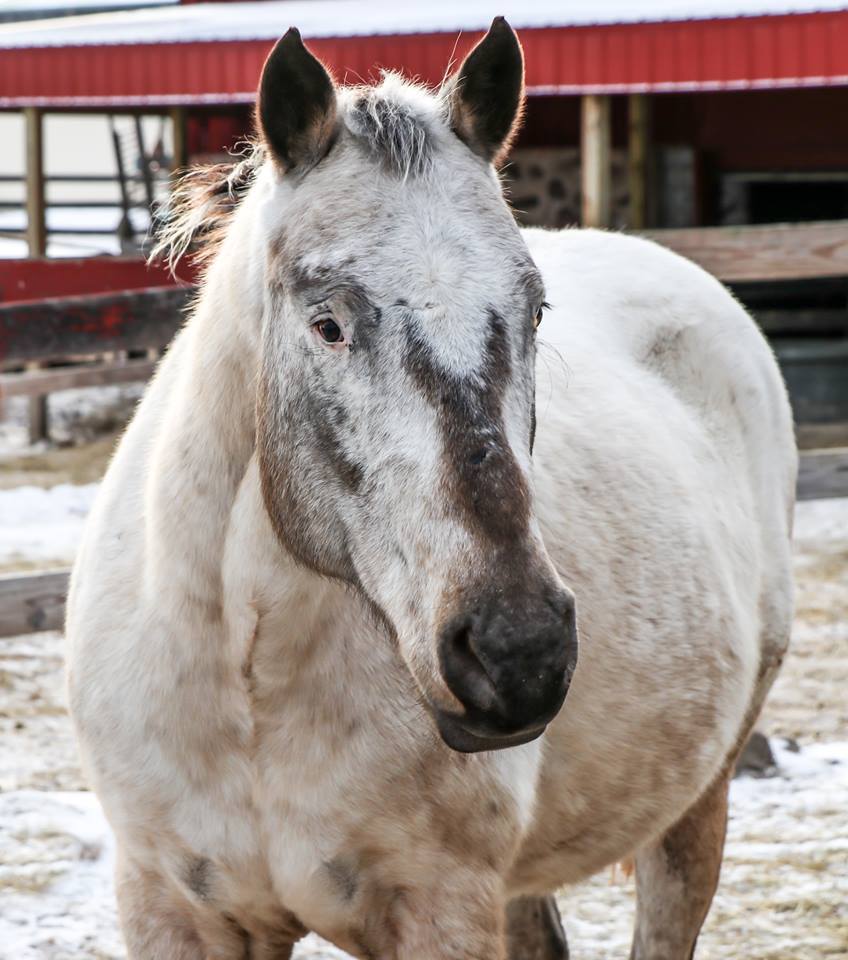 Enlarge Maggie -SPONSORSHIP ONLY, a Adoptable Appaloosa in Elkhart Lake, WI image 2/5