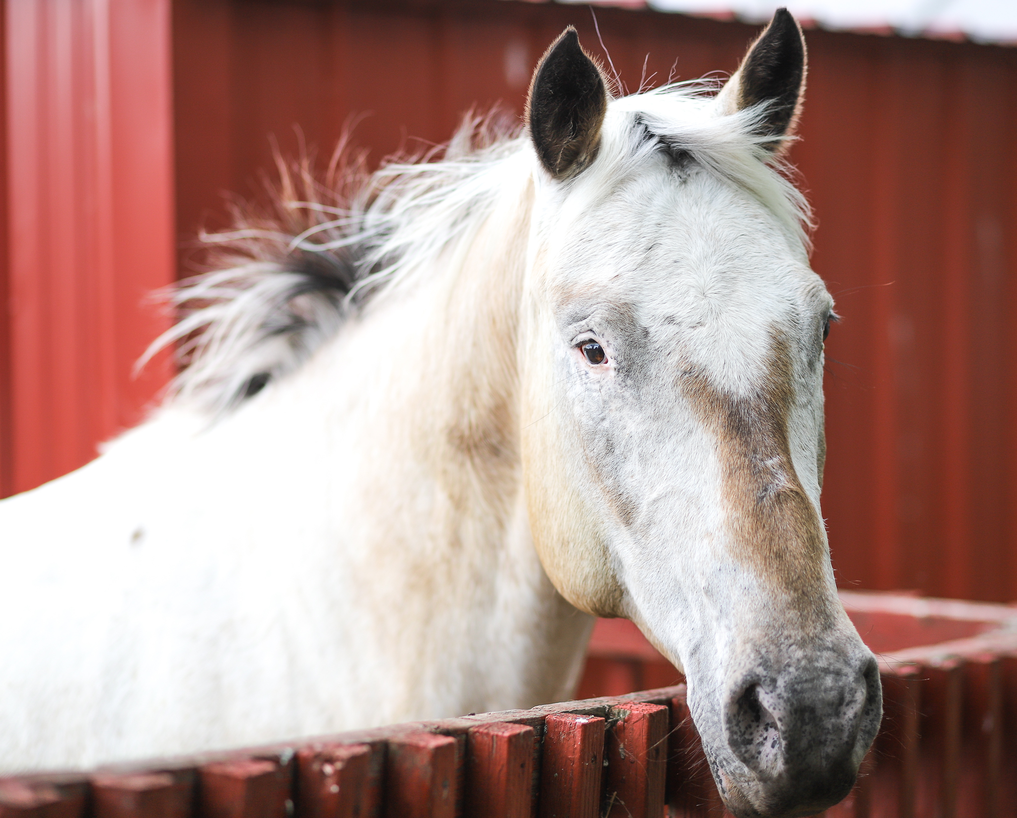 Enlarge Maggie -SPONSORSHIP ONLY, a Adoptable Appaloosa in Elkhart Lake, WI image 3/5