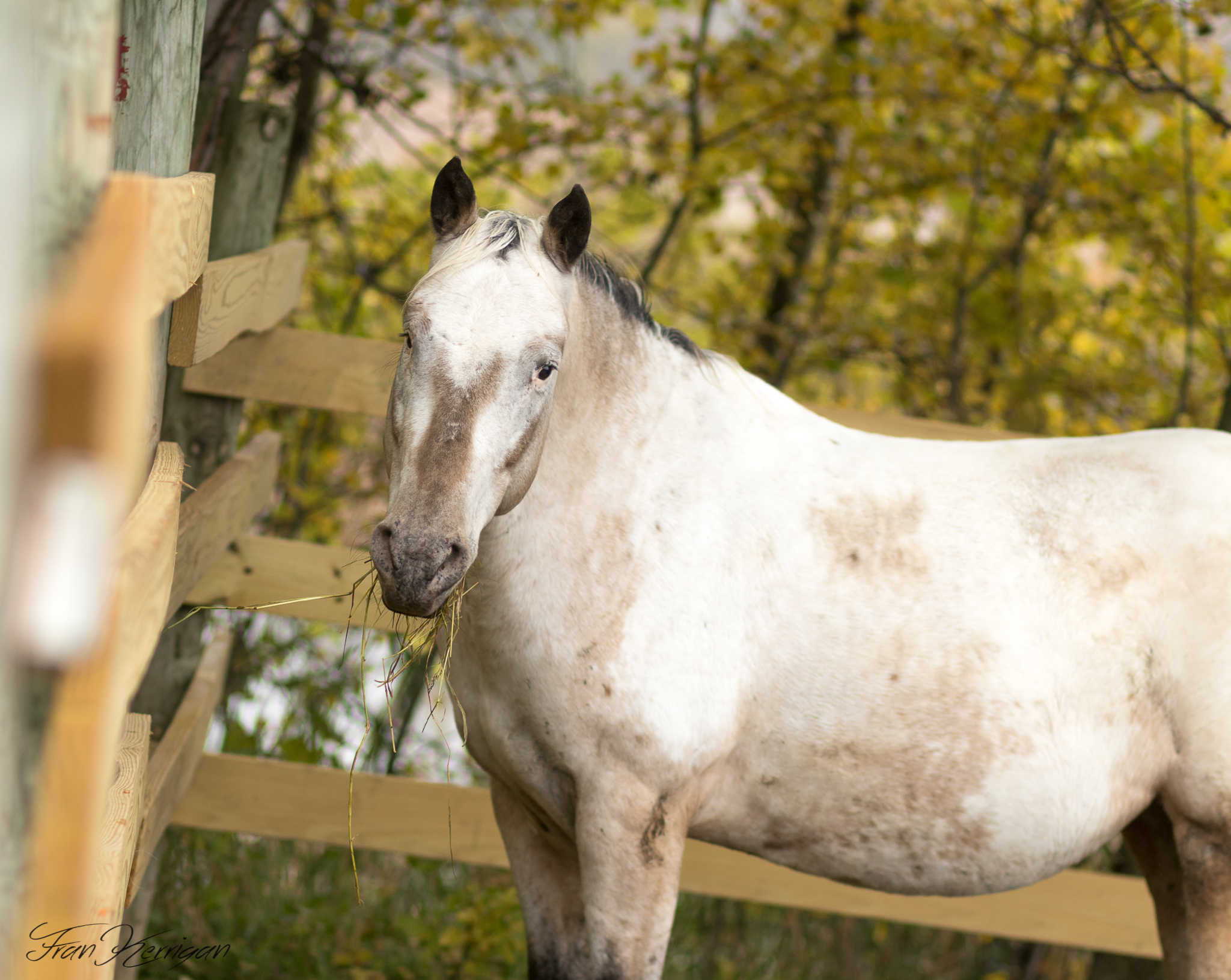 Enlarge Maggie -SPONSORSHIP ONLY, a Adoptable Appaloosa in Elkhart Lake, WI image 4/5
