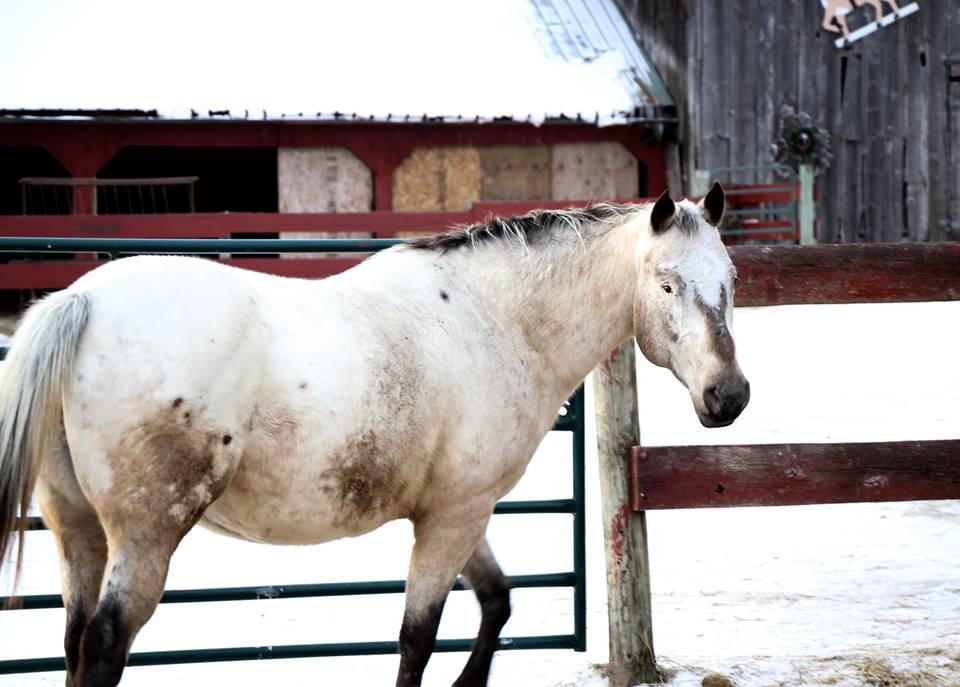 Enlarge Maggie -SPONSORSHIP ONLY, a Adoptable Appaloosa in Elkhart Lake, WI image 5/5